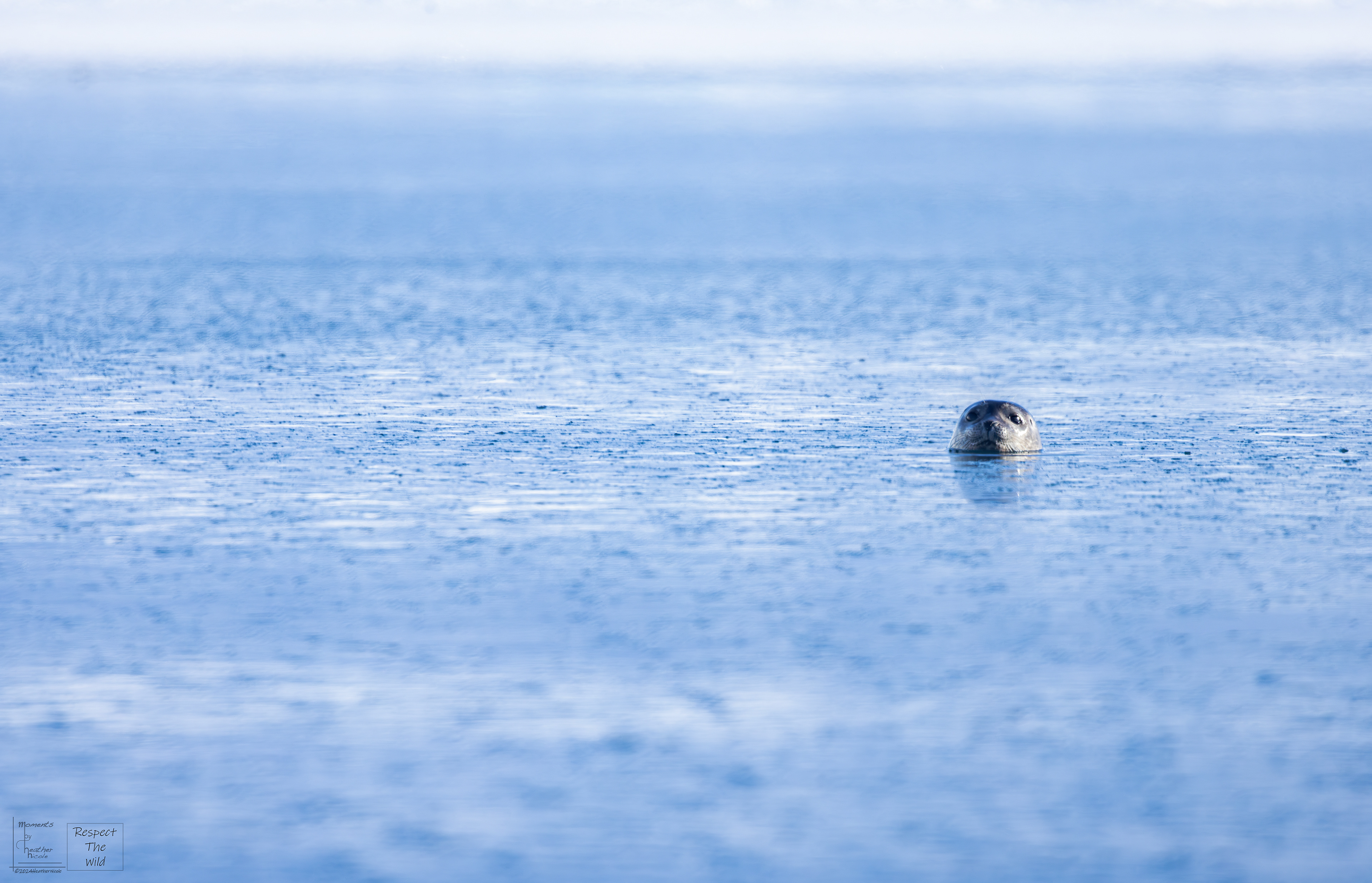 The Ringed Seal - ©MomentsbyHeatherNicole