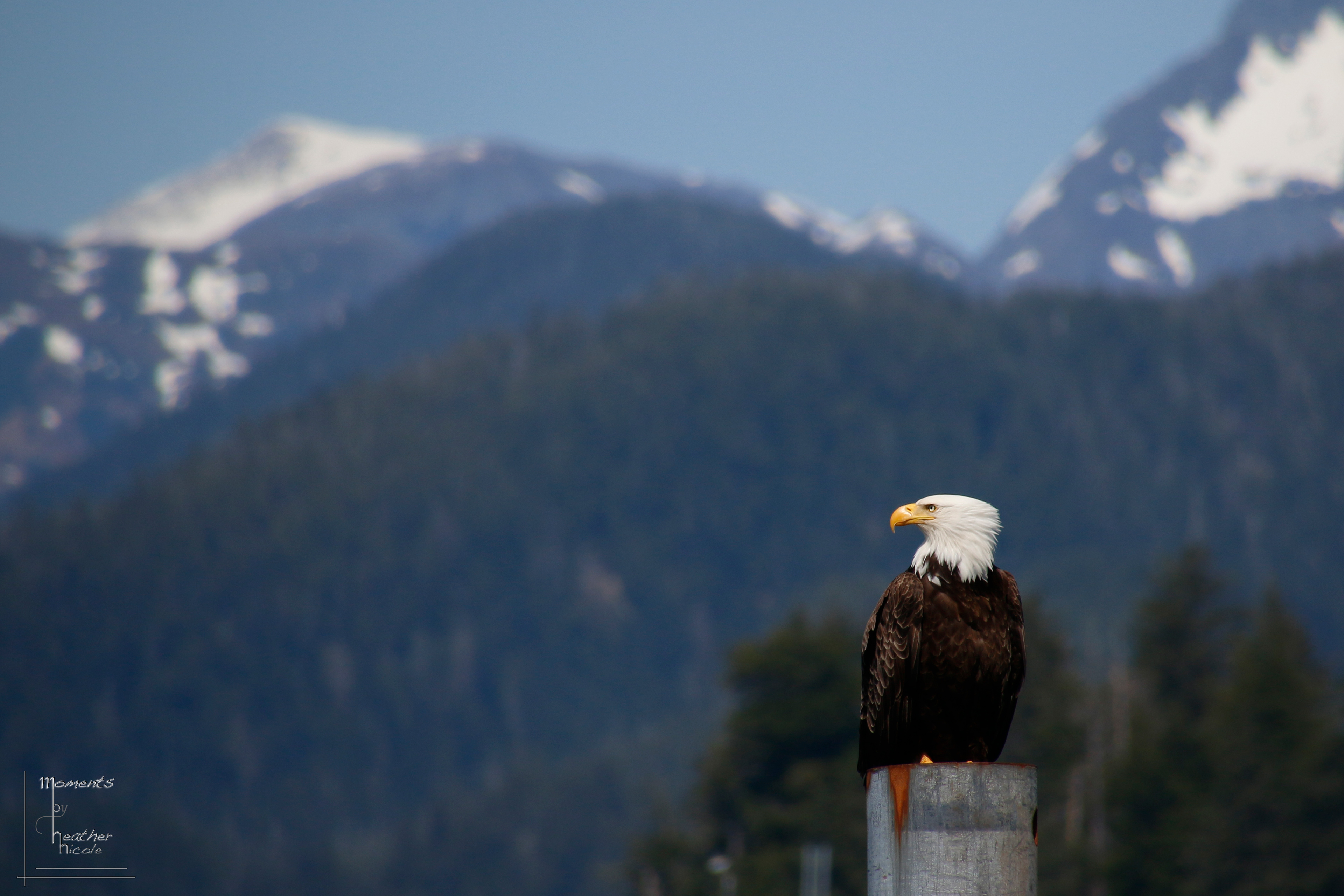 Iconic View ©MomentsbyHeatherNicole