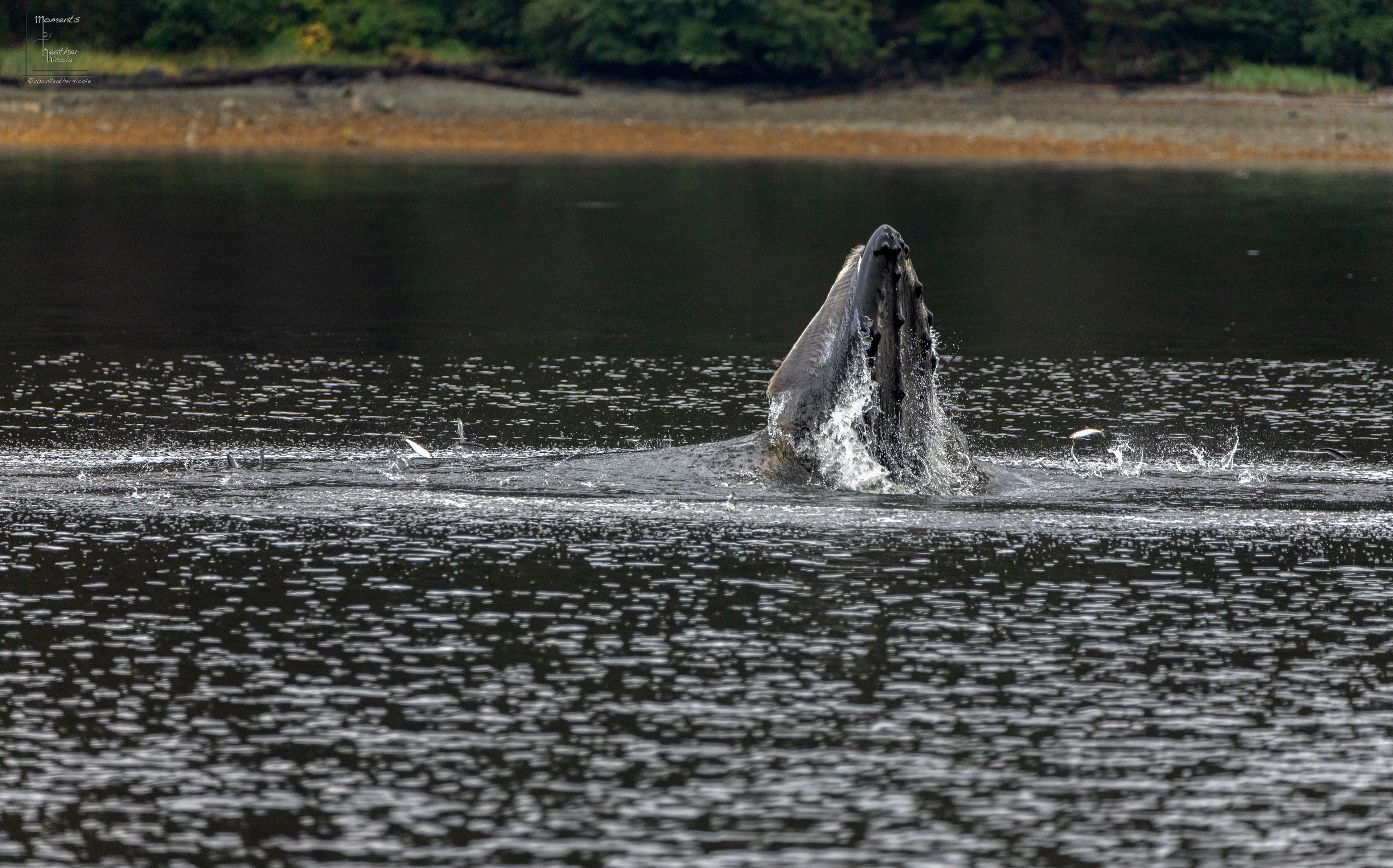 Bubble Net Feeding 1 - ©MomentsbyHeatherNicole