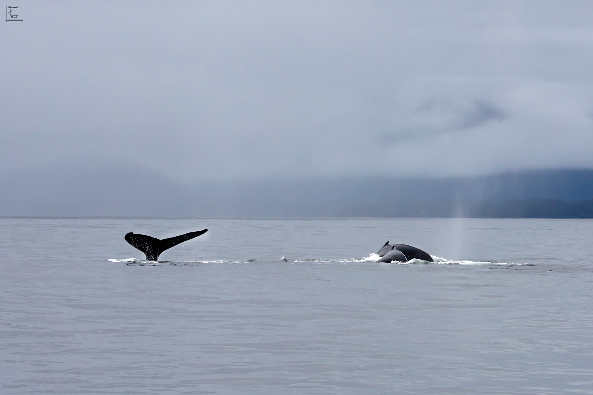 Family Dive