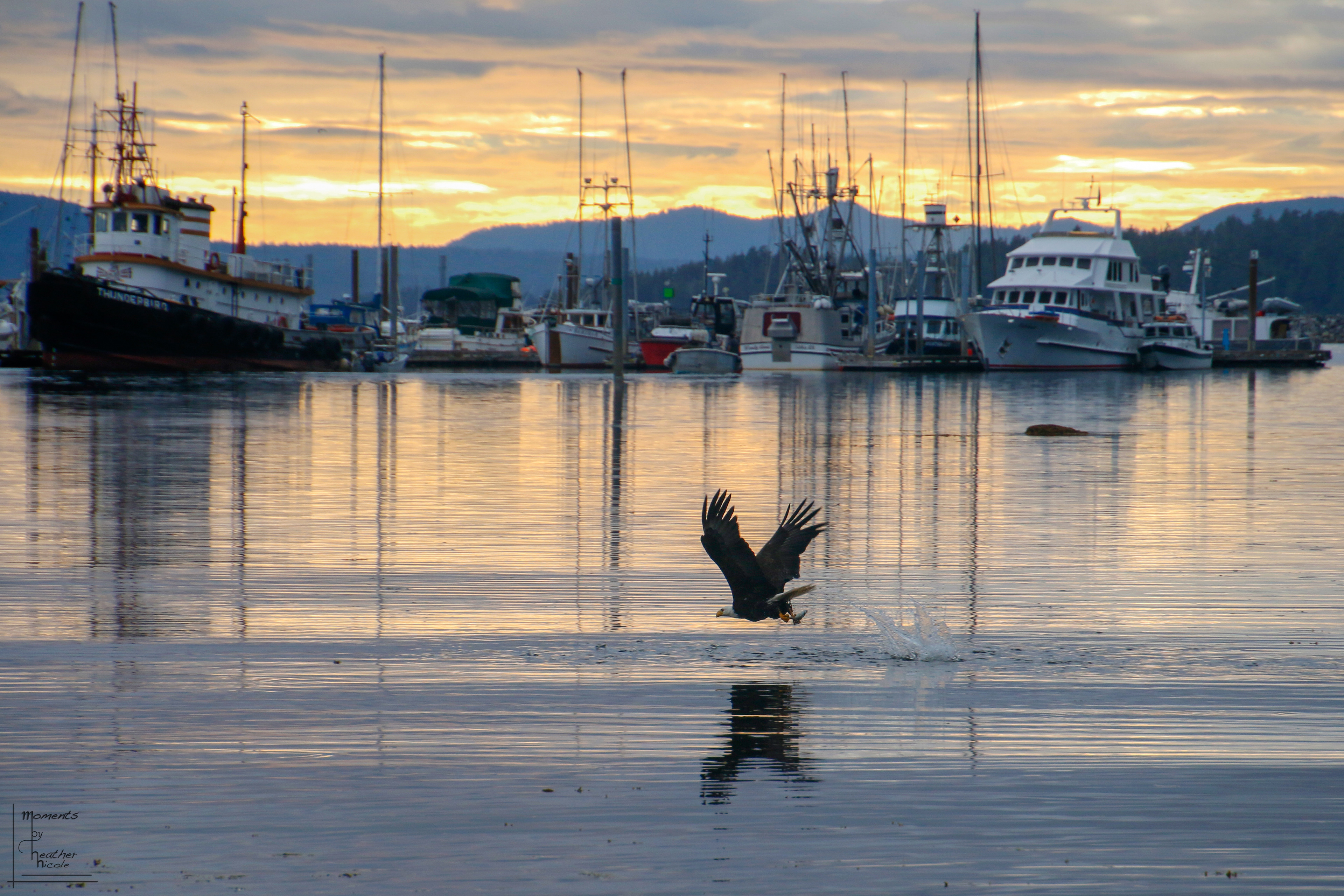 A Bald Eagle snatches a fishy snack out of the water. ©MomentsbyHeatherNicole