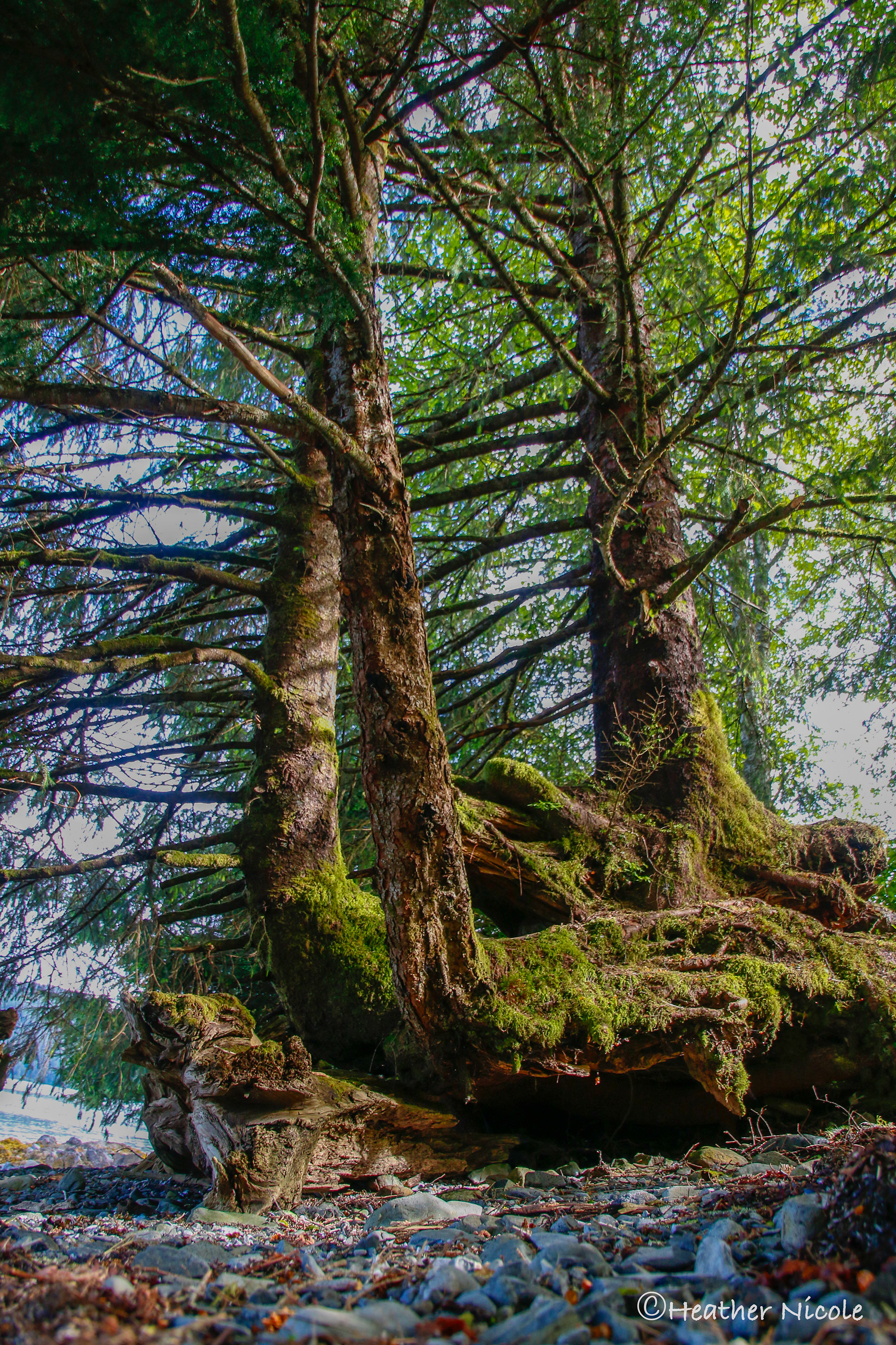 Enchanted Forest ©MomentsbyHeatherNicole