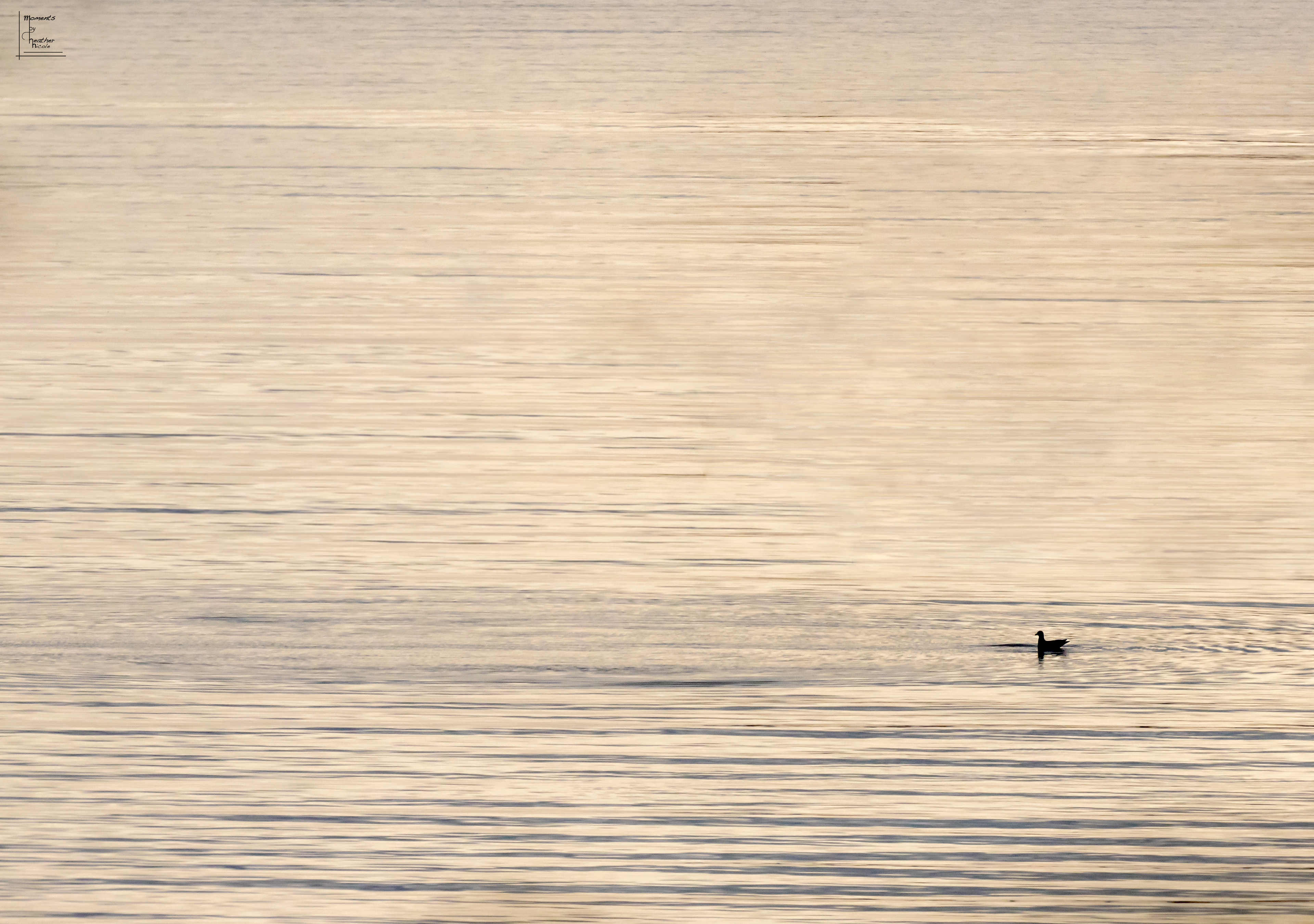 Gull Silhouette