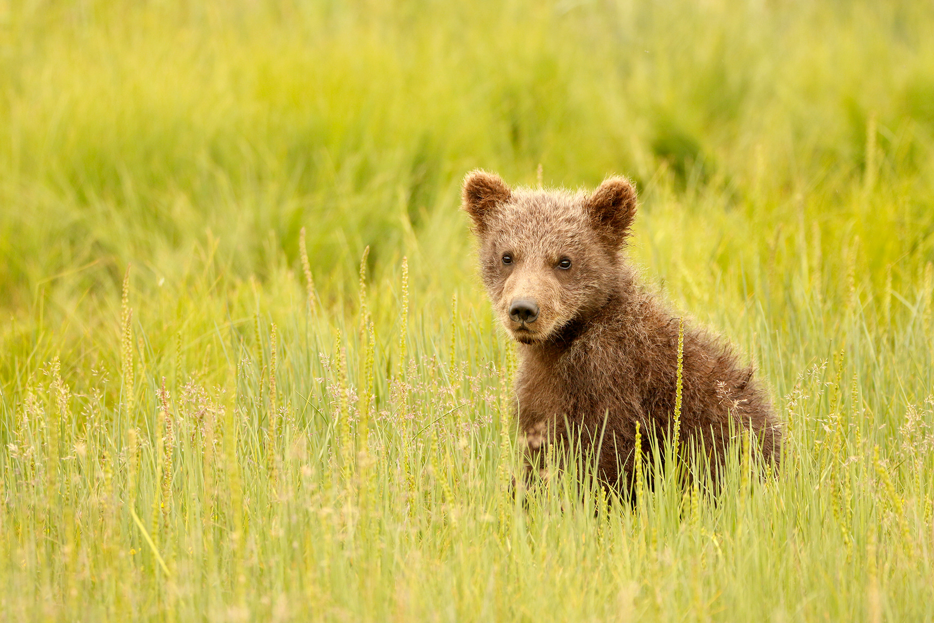 Spring Cub  - ©MomentsbyHeatherNicole
