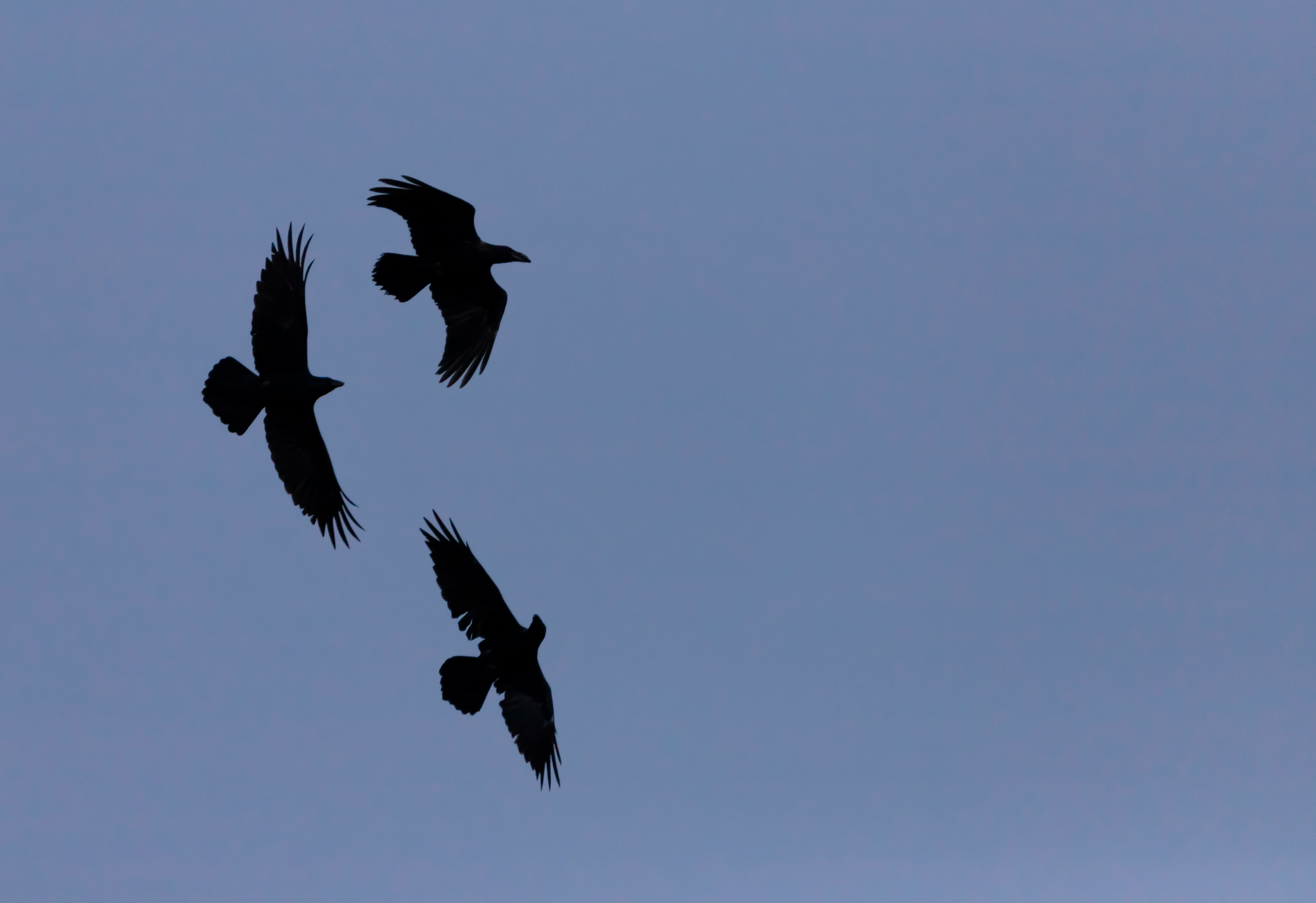 Three Of A Kind - ©MomentsbyHeatherNicole