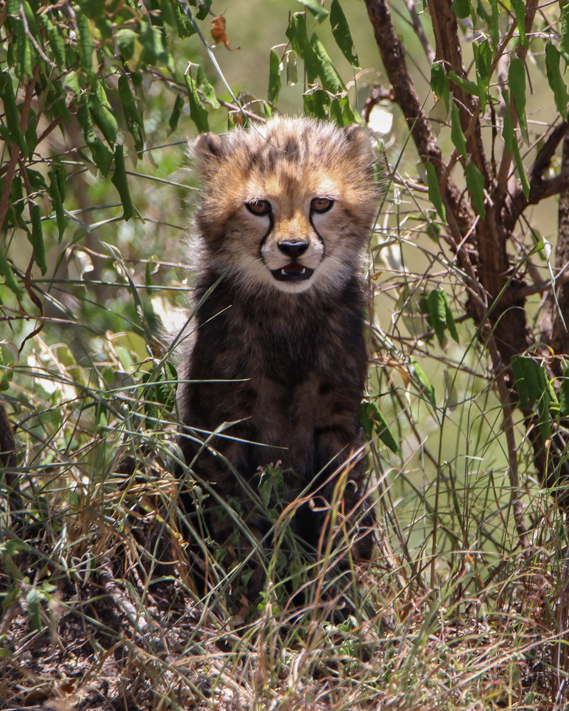Cheetah Cub