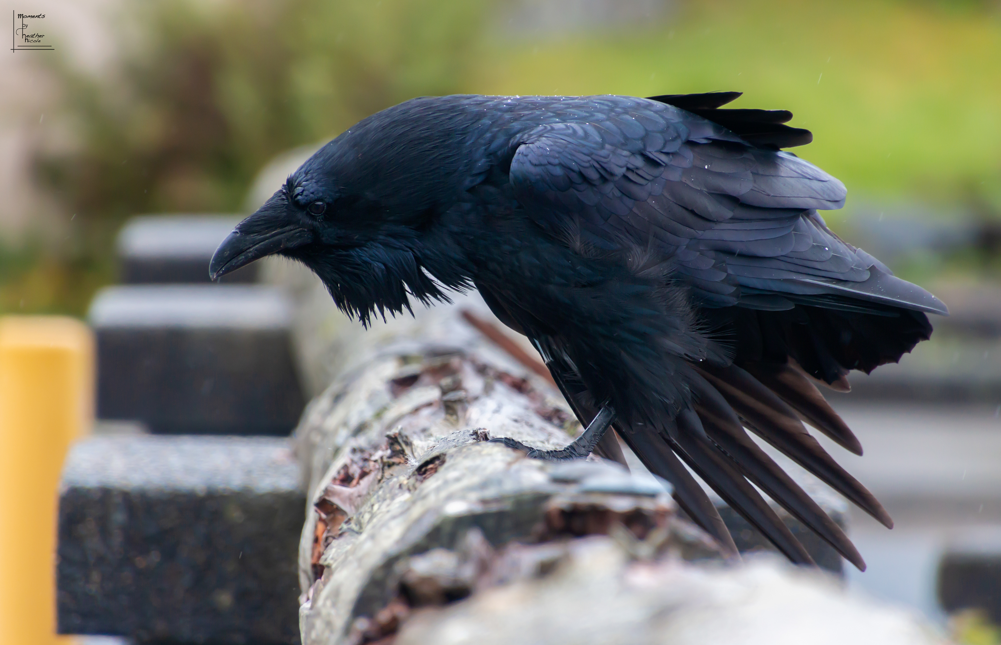 The Feathers Of A Raven - ©MomentsbyHeatherNicole