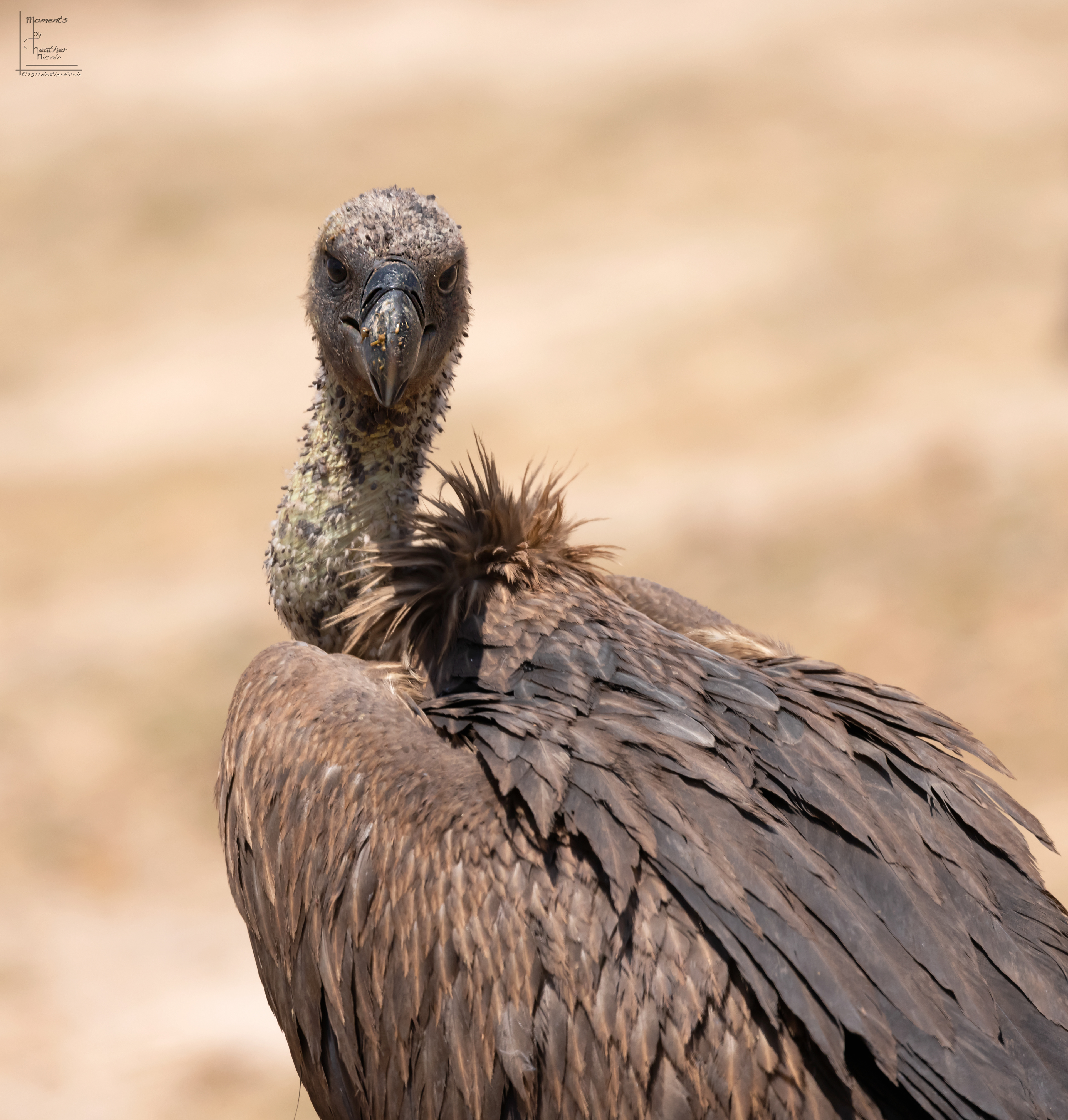 The Vulture - ©MomentsbyHeatherNicole