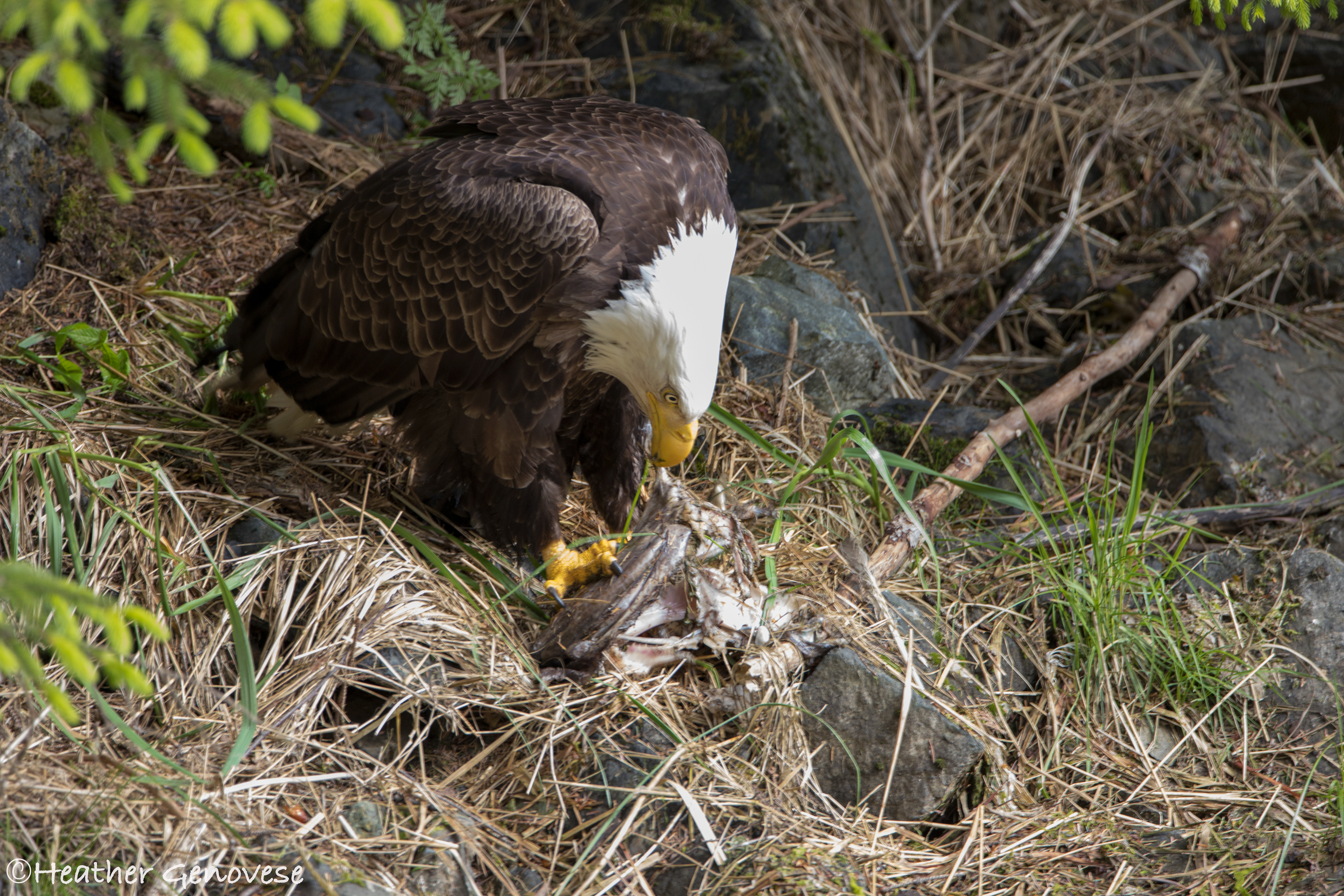 Eagle Meal ©MomentsbyHeatherNicole