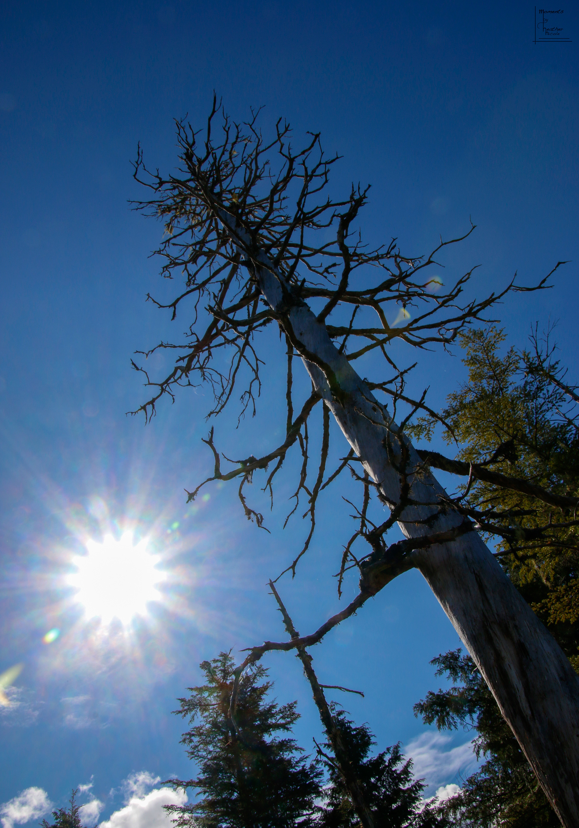 Cedar Sun ©MomentsbyHeatherNicole