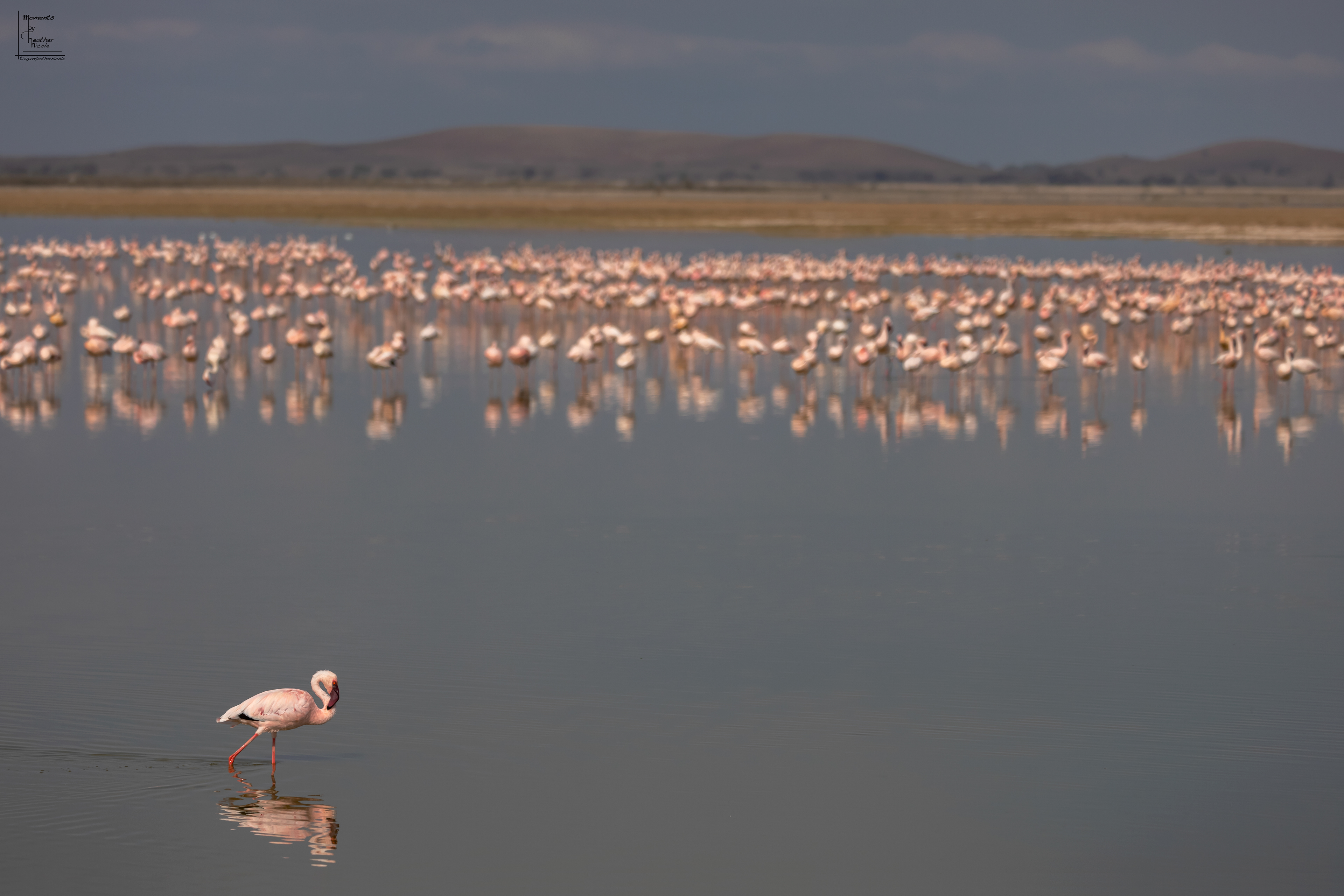 Fancy Flamingos ©MomentsbyHeatherNicole
