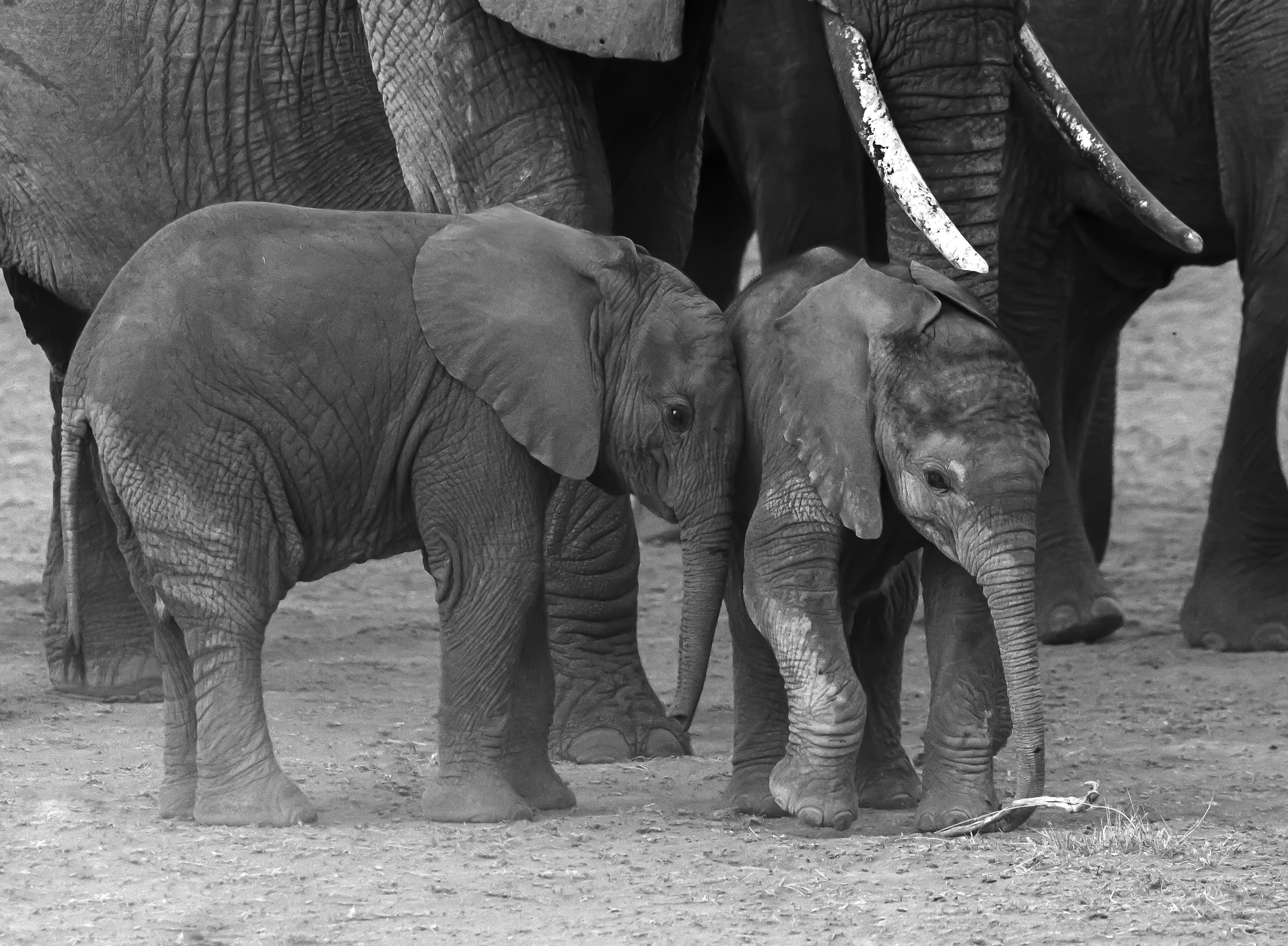 Curous Cousins  - ©MomentsbyHeatherNicole