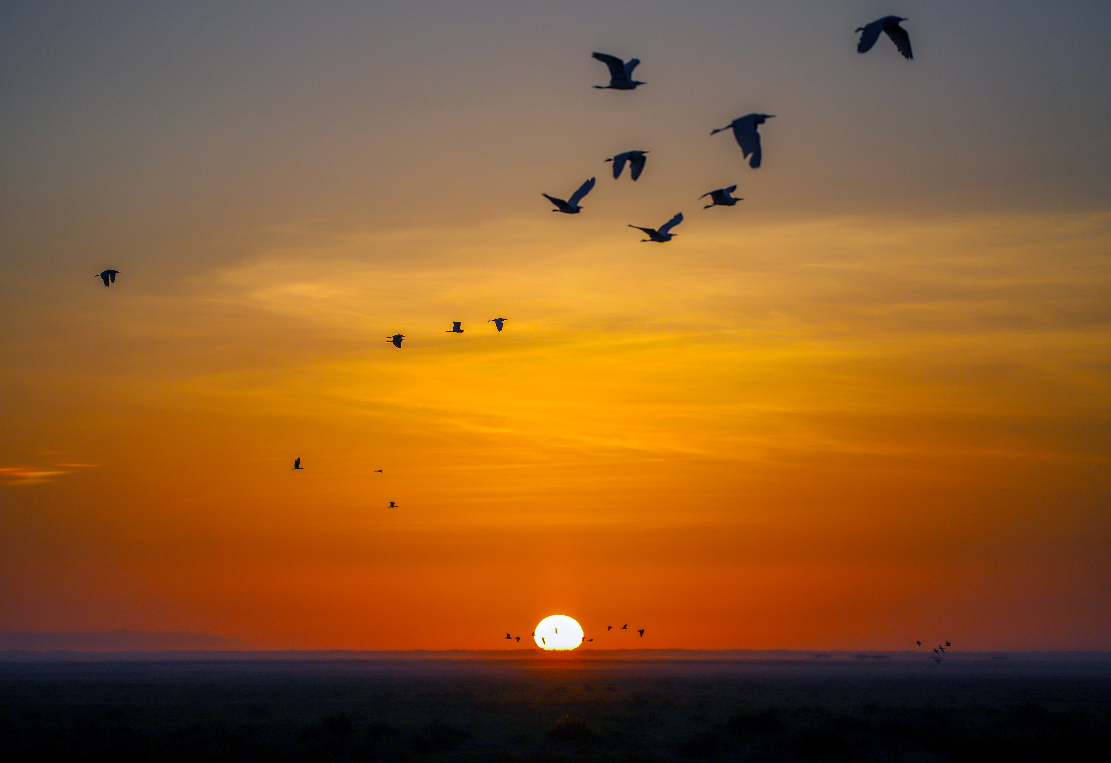 The Early Bird - ©MomentsbyHeatherNicole