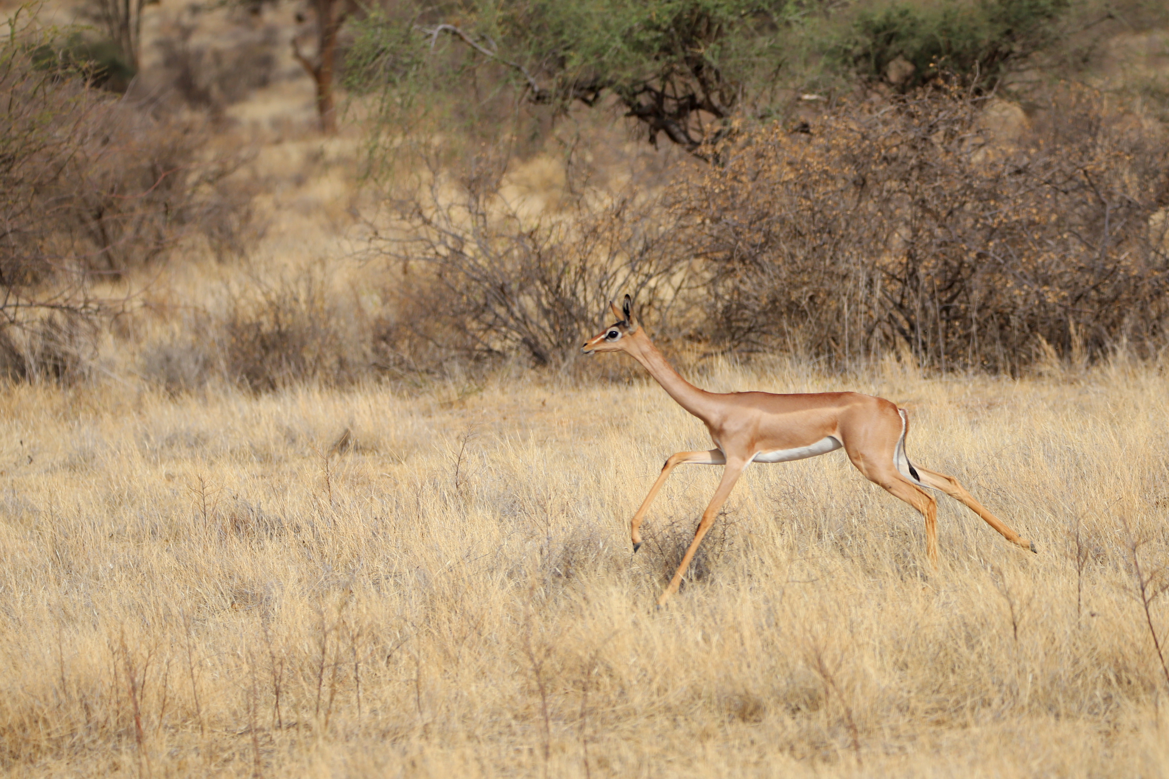 Gerenuk Run ©MomentsbyHeatherNicole