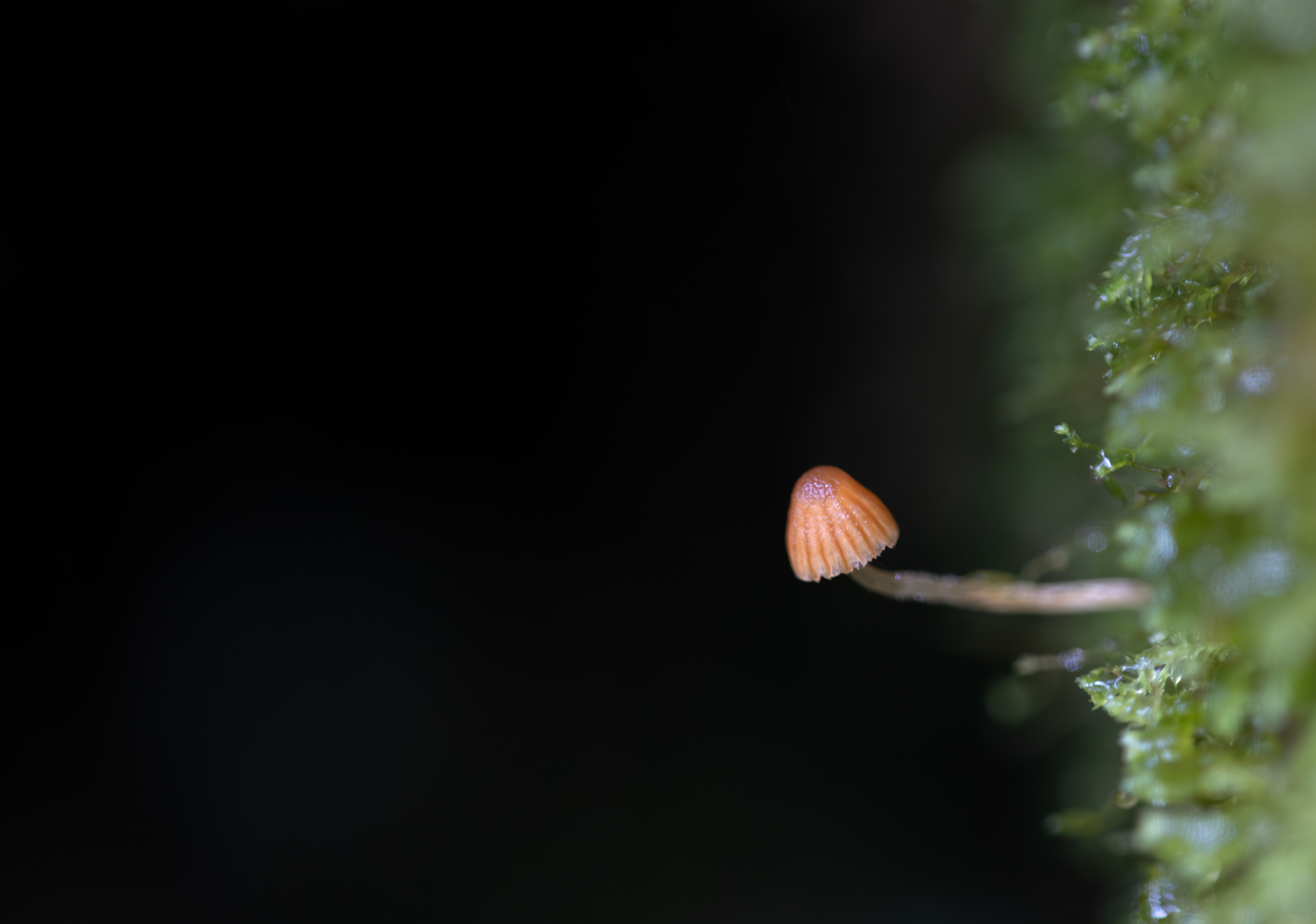 Little Mushroom - ©MomentsbyHeatherNicole