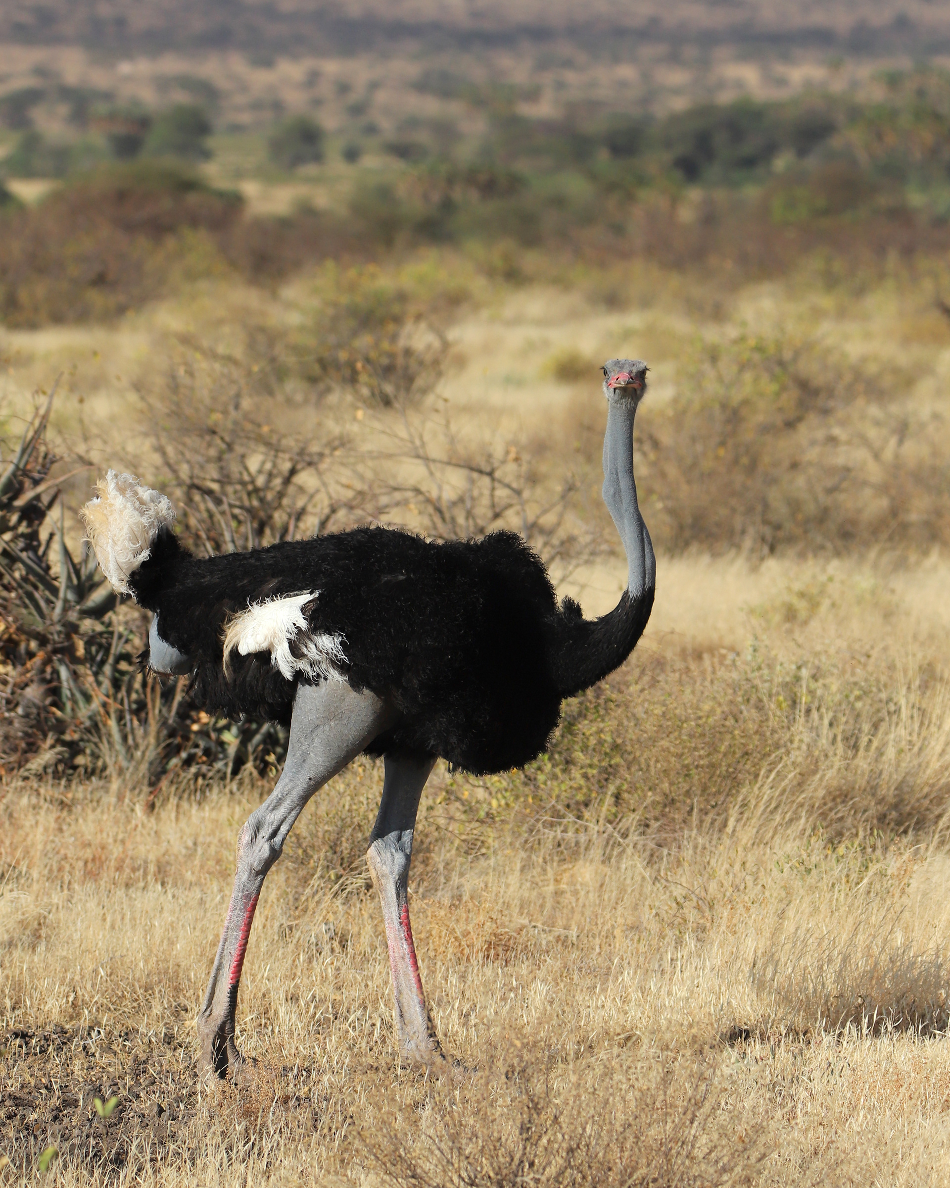 Ostrich Look ©MomentsbyHeatherNicole