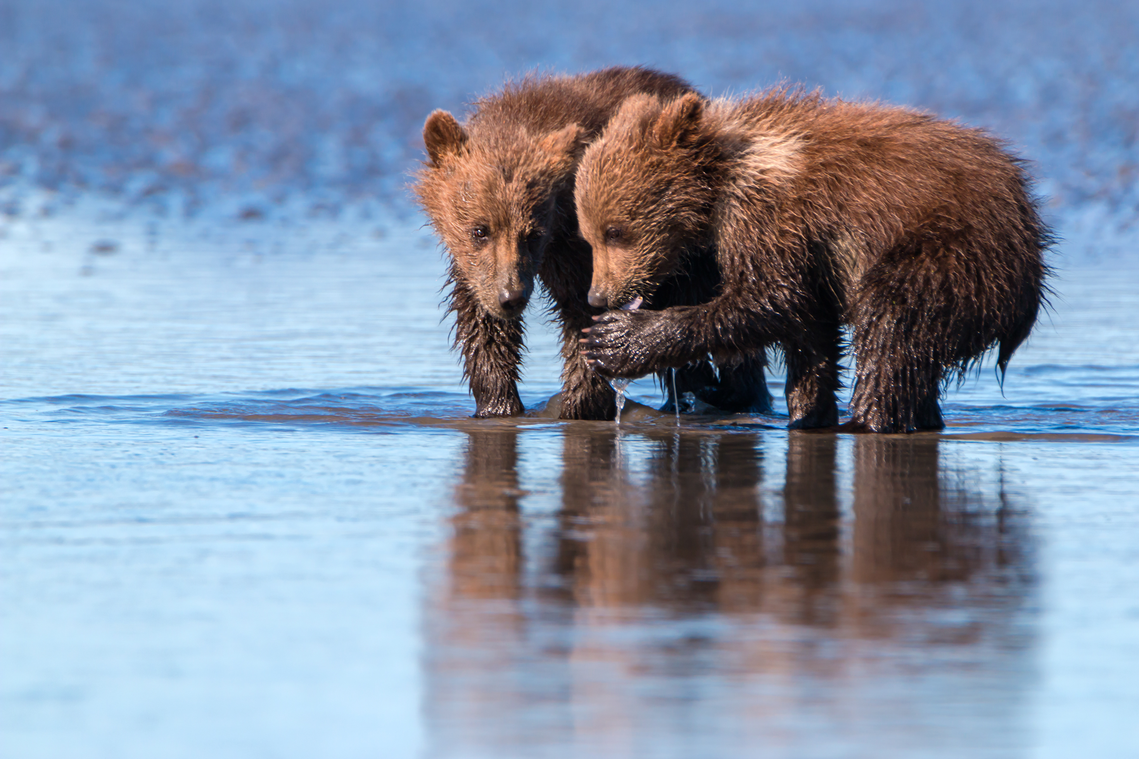 Hungry Cubs  - ©MomentsbyHeatherNicole
