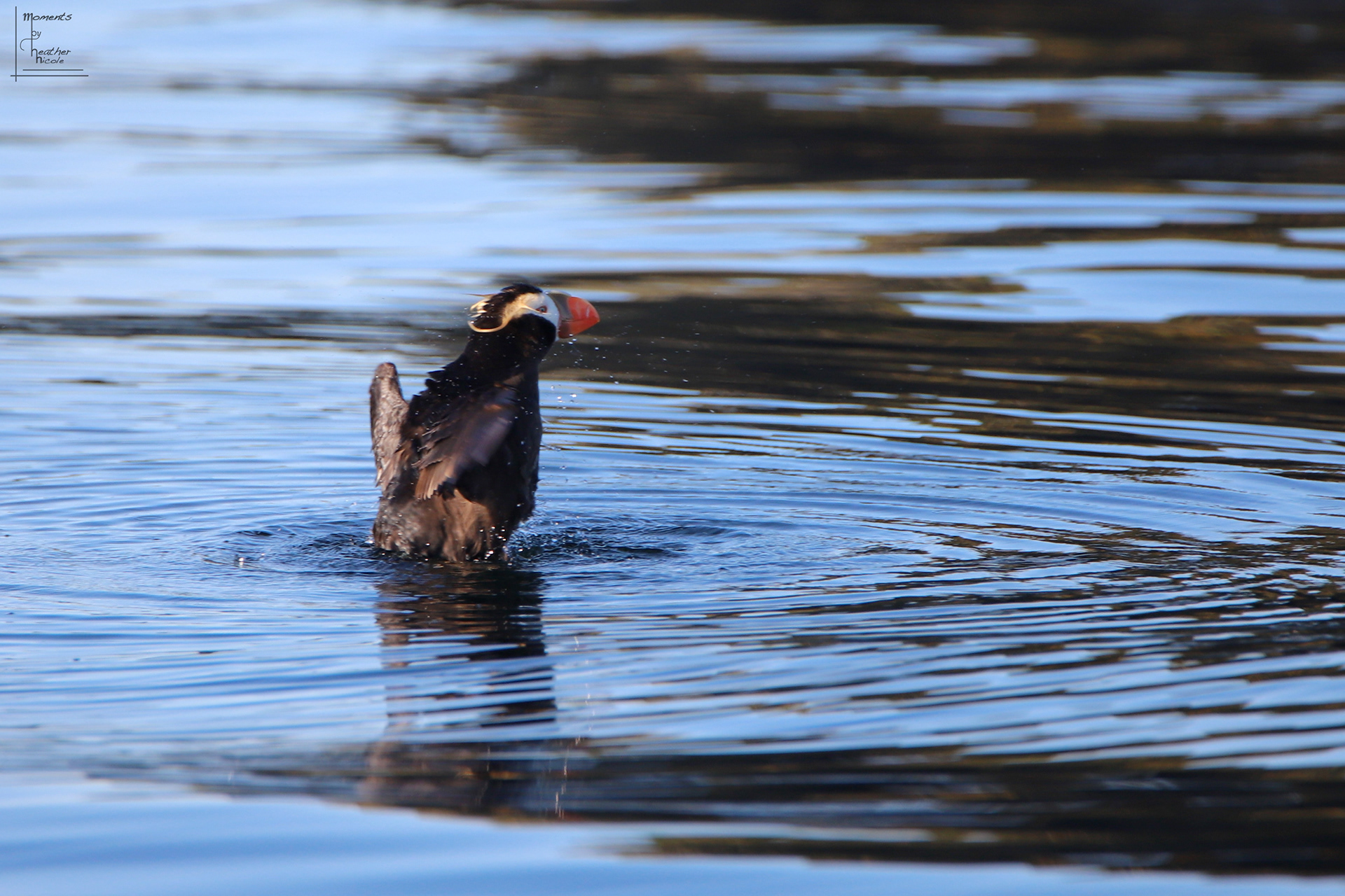 Tufted Puffin - ©MomentsbyHeatherNicole