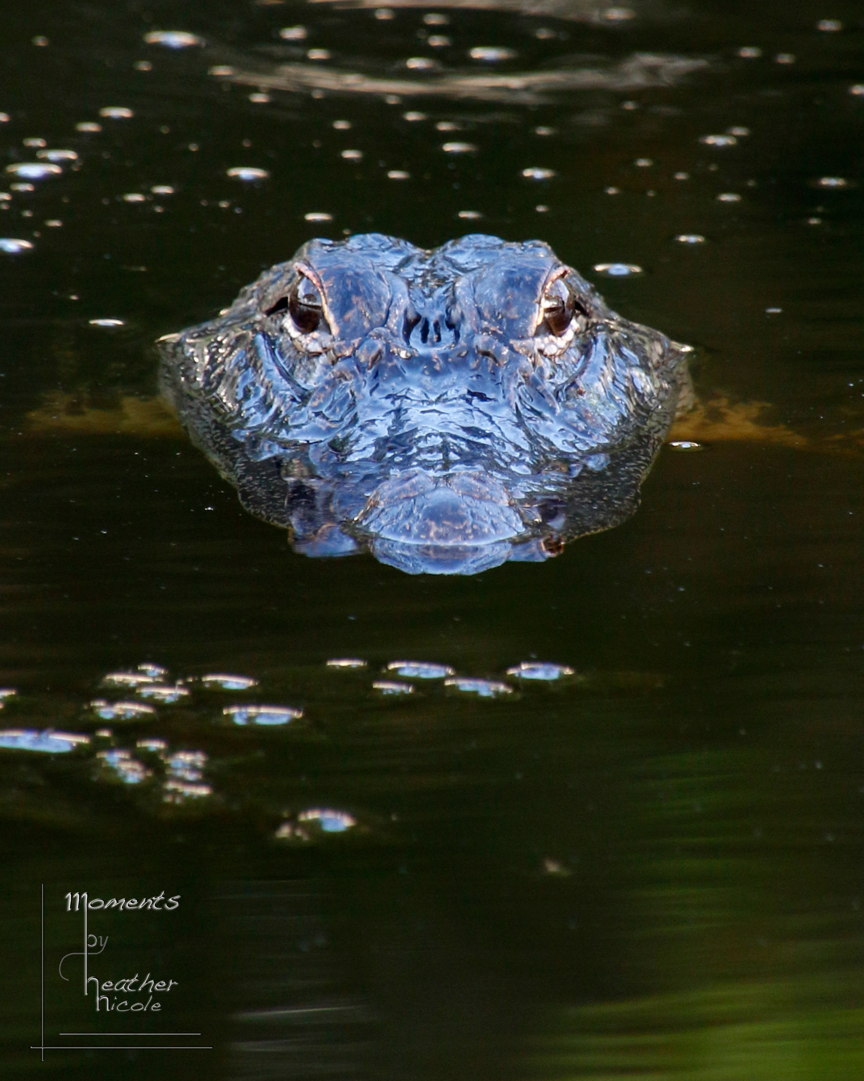 Gator Glamor Shot