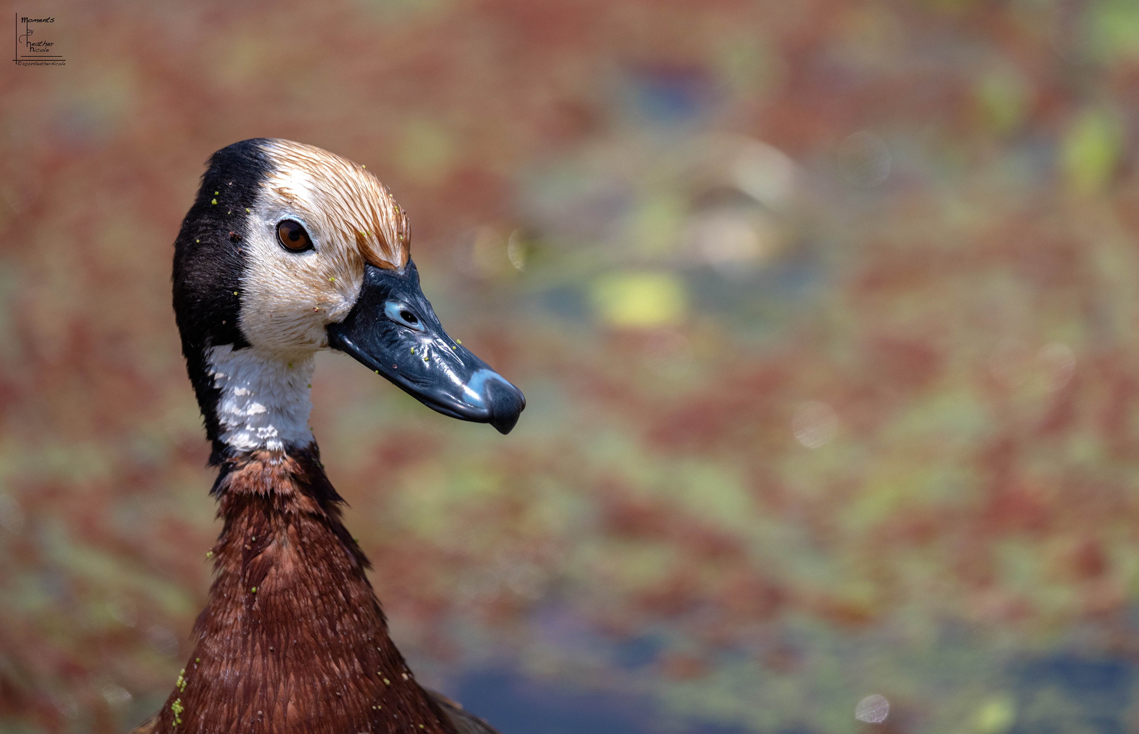 White Faced Whistling Duck - ©MomentsbyHeatherNicole