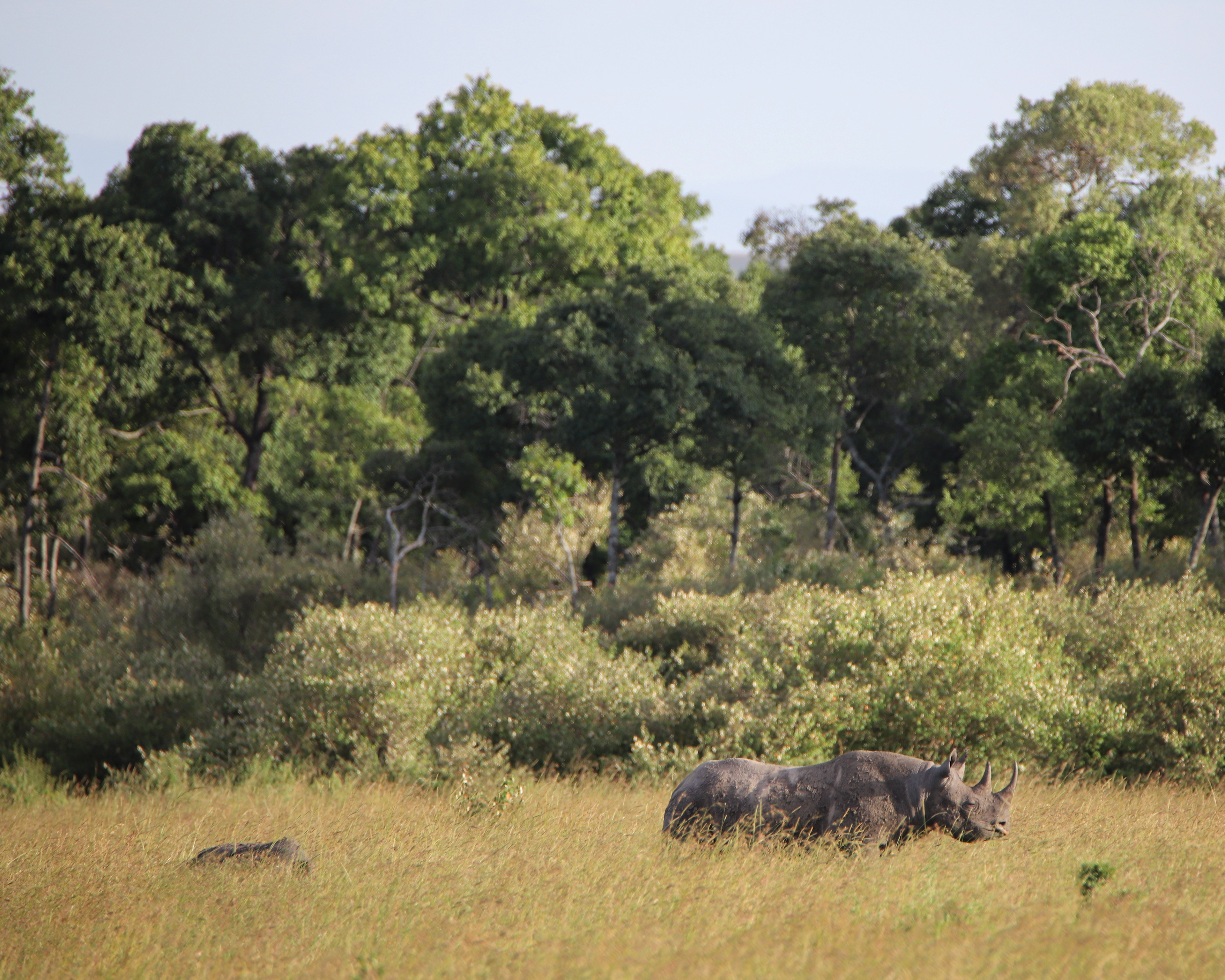 Rhino Landscape ©MomentsbyHeatherNicole