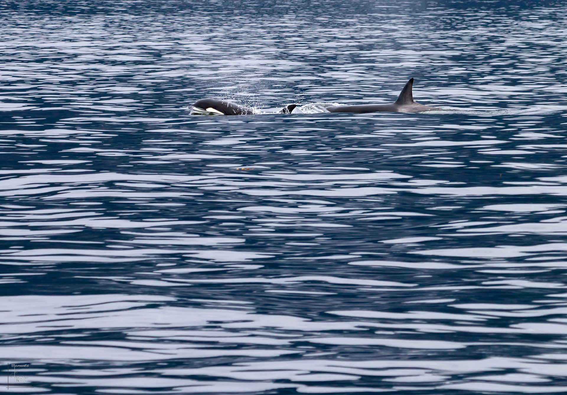 Orcas
