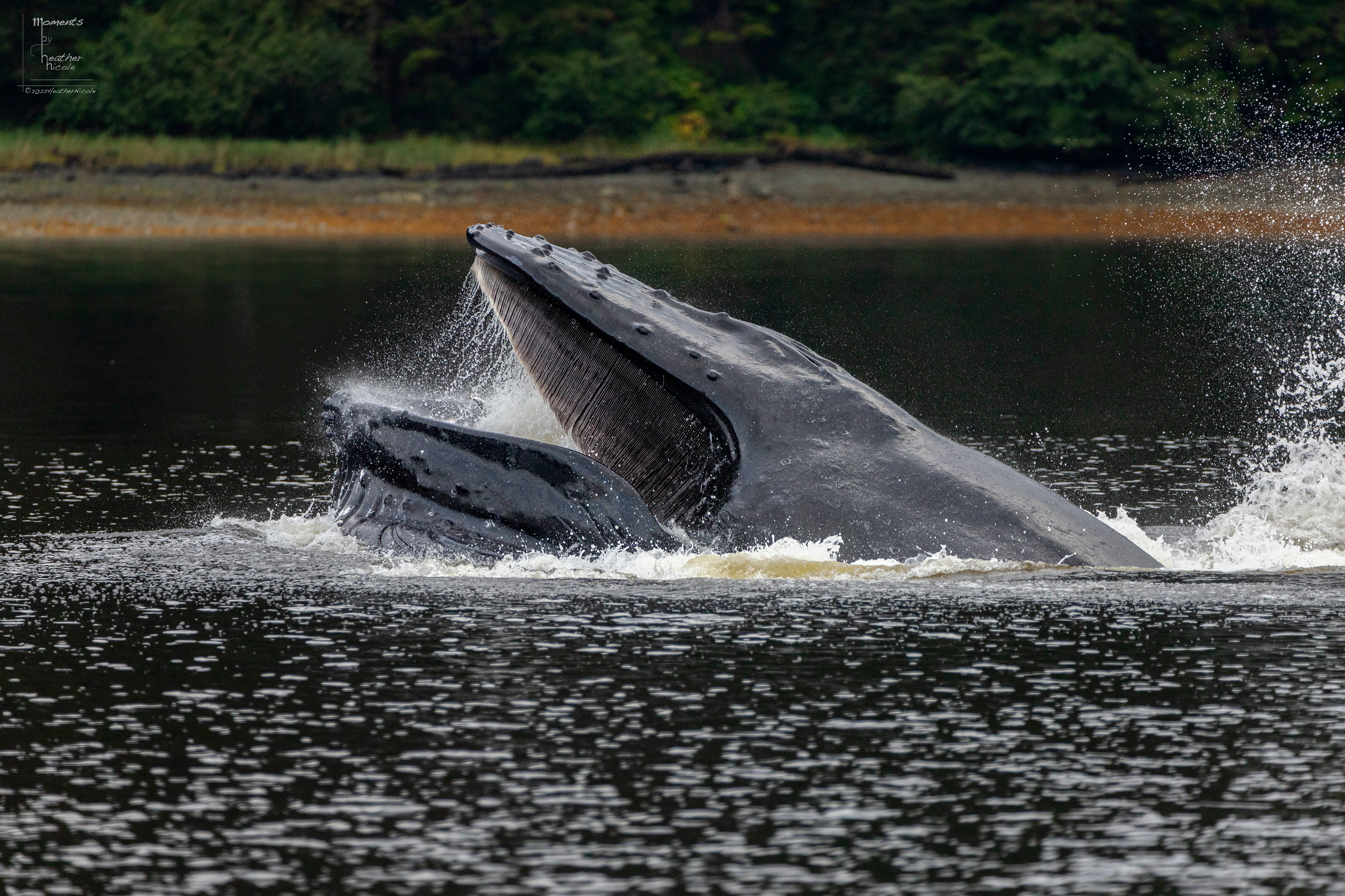 Bubble Net Feeding 5 - ©MomentsbyHeatherNicole