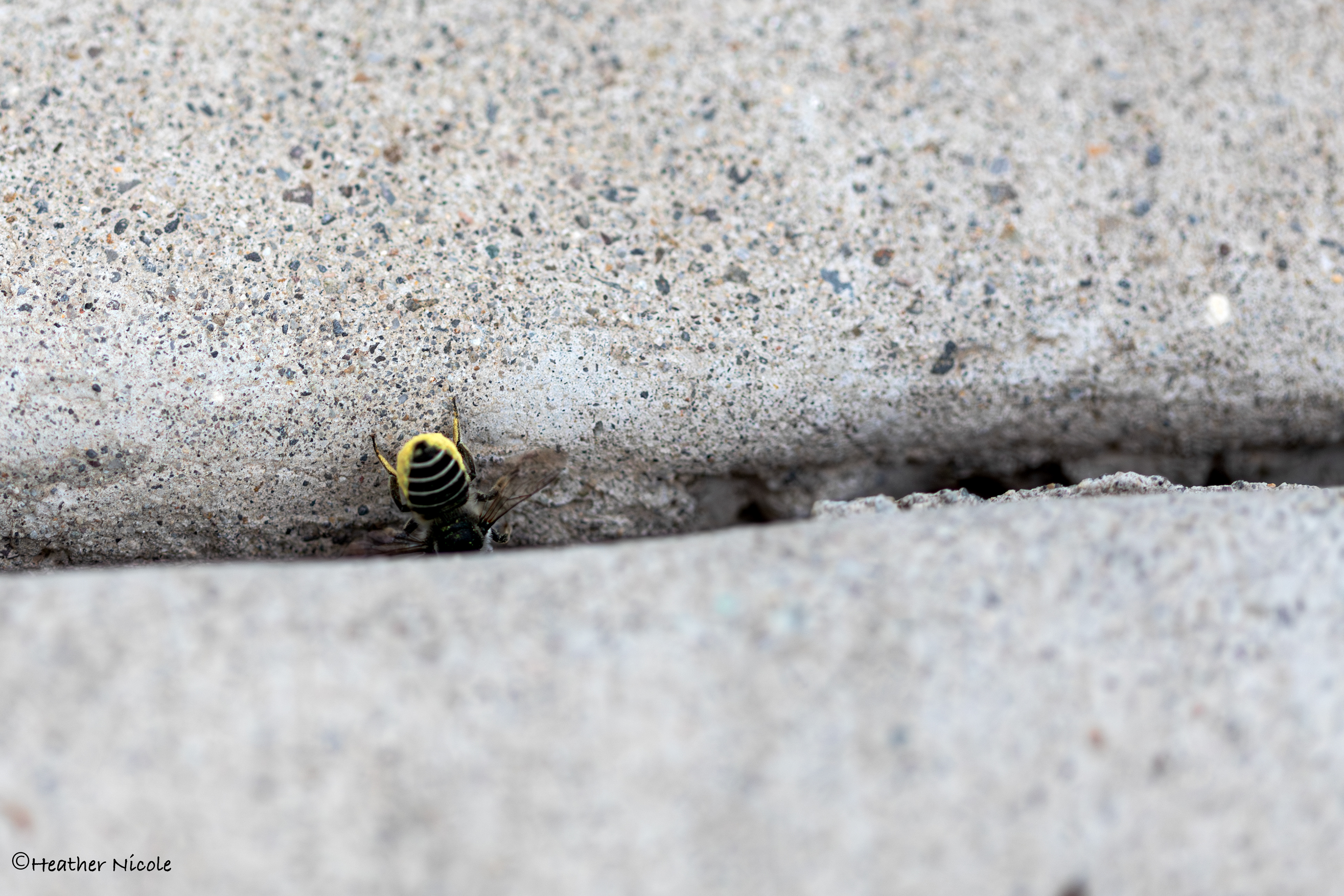 A pollen covered bee butt!