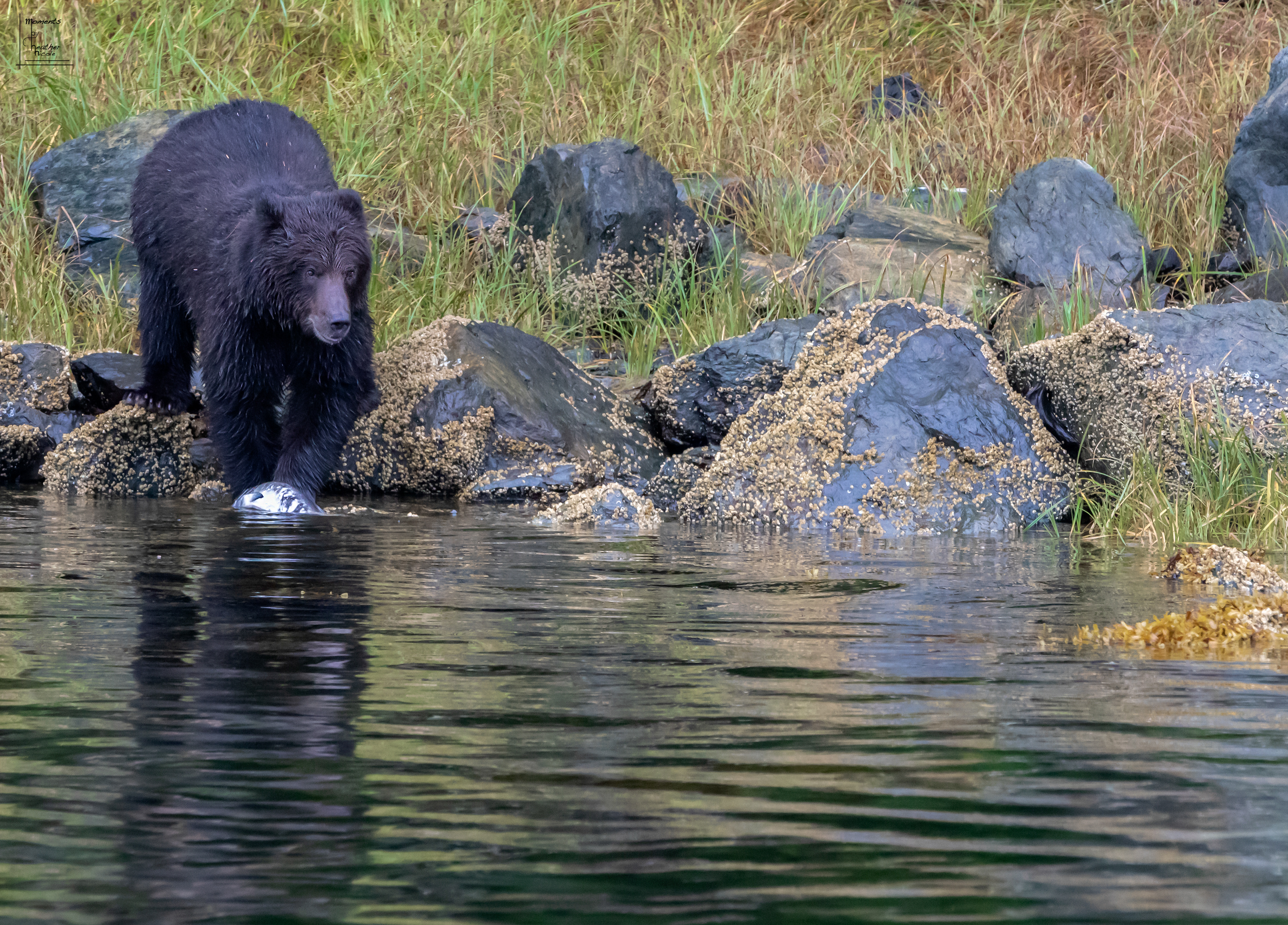 A Sitka Brown Bear (A.B.C. Island Bear) feasts on the abondance of delicious salmon in the waters surrounding Sitka, Alaska. ©MomentsbyHeatherNicole