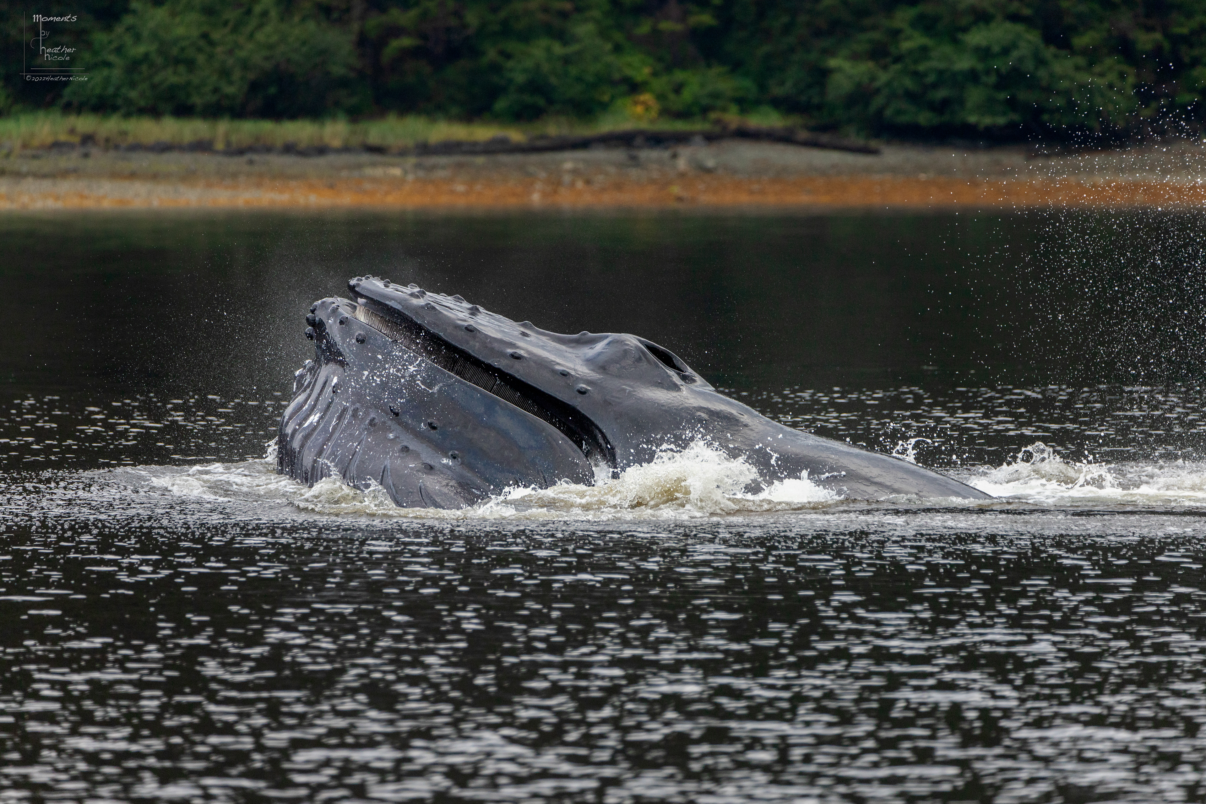 Bubble Net Feeding 6 - ©MomentsbyHeatherNicole