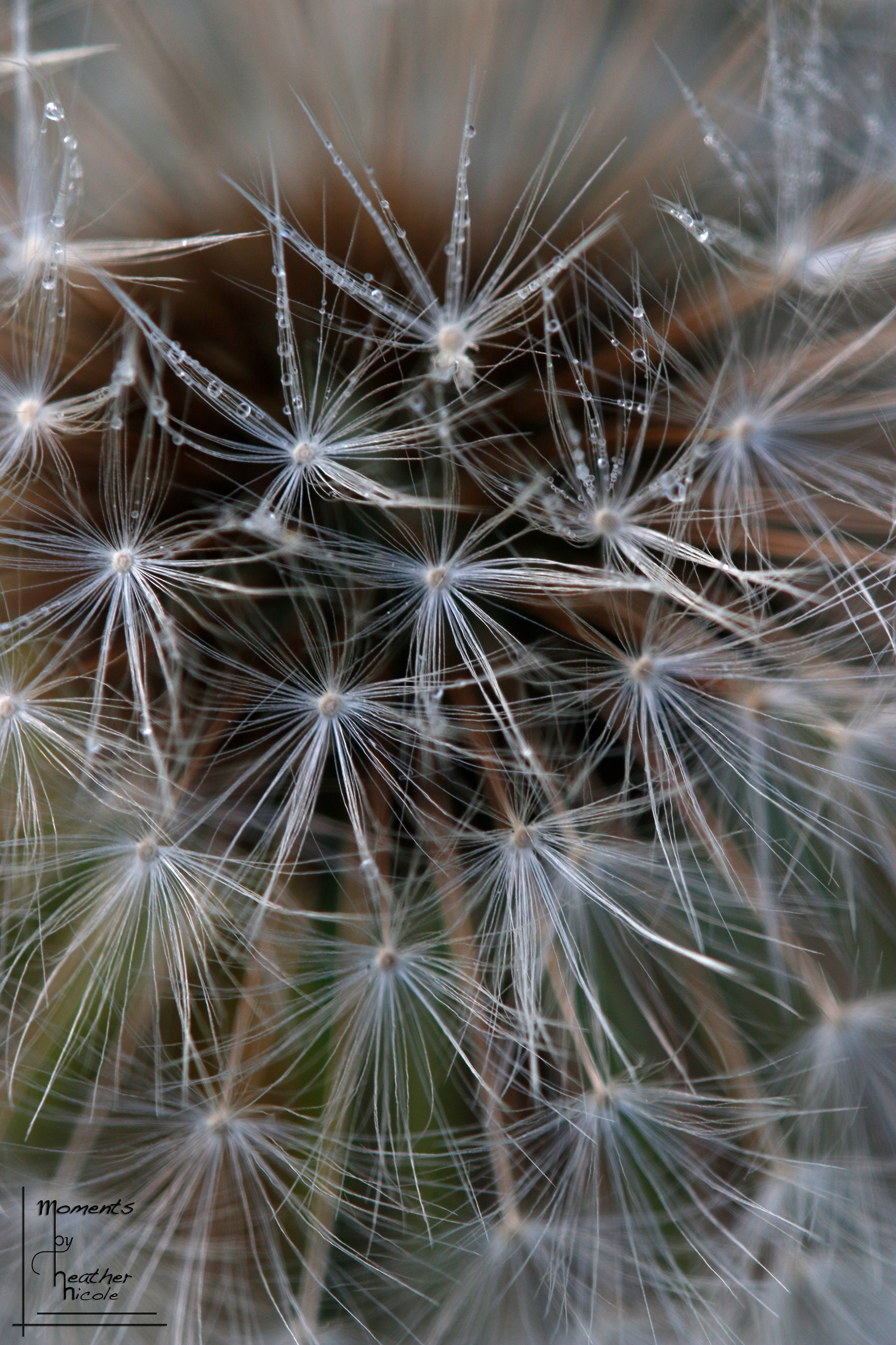 Dandelion Dew Drops ©MomentsbyHeatherNicole