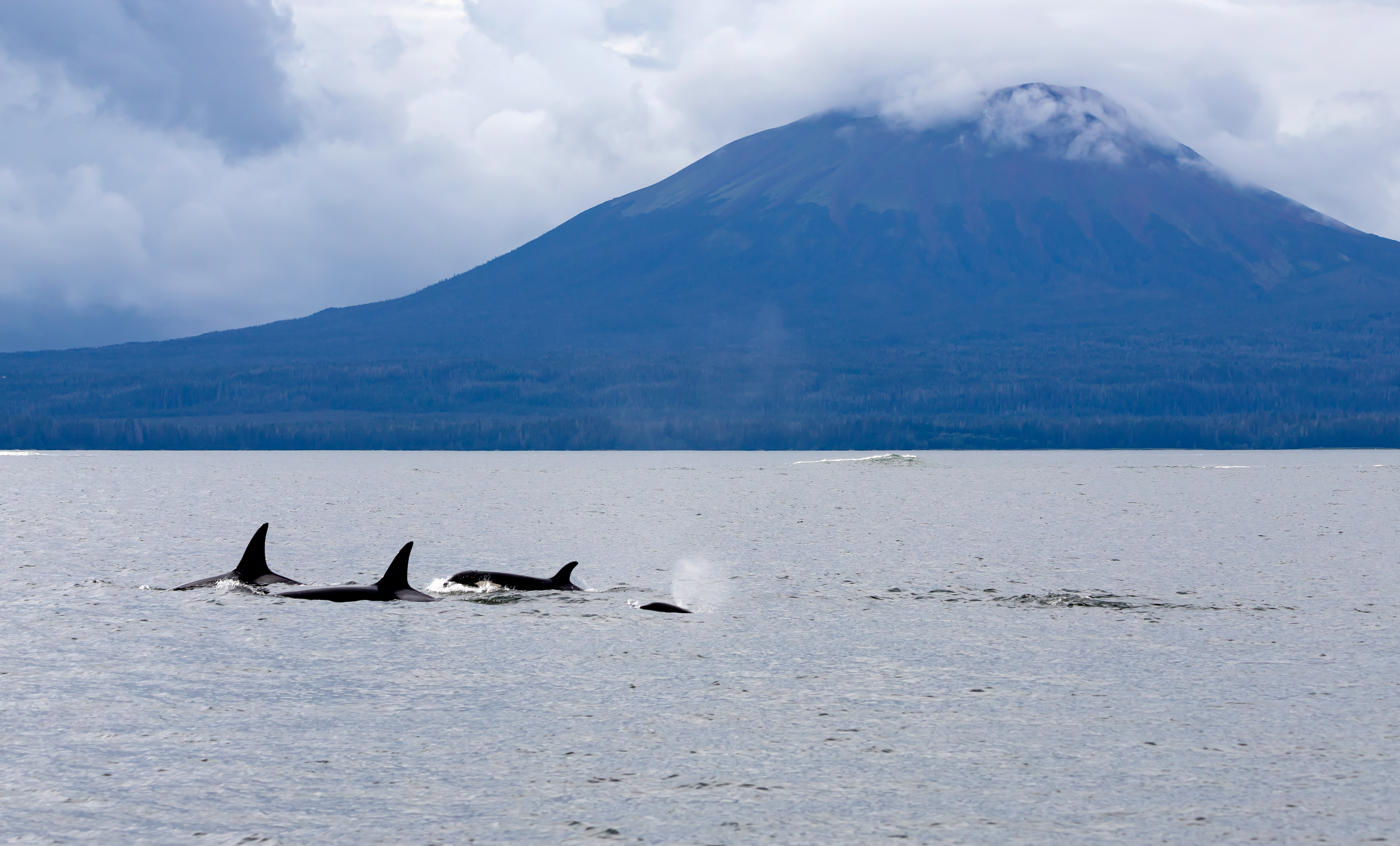 Orcas in front of Mt. Edgecumbe - ©MomentsbyHeatherNicole