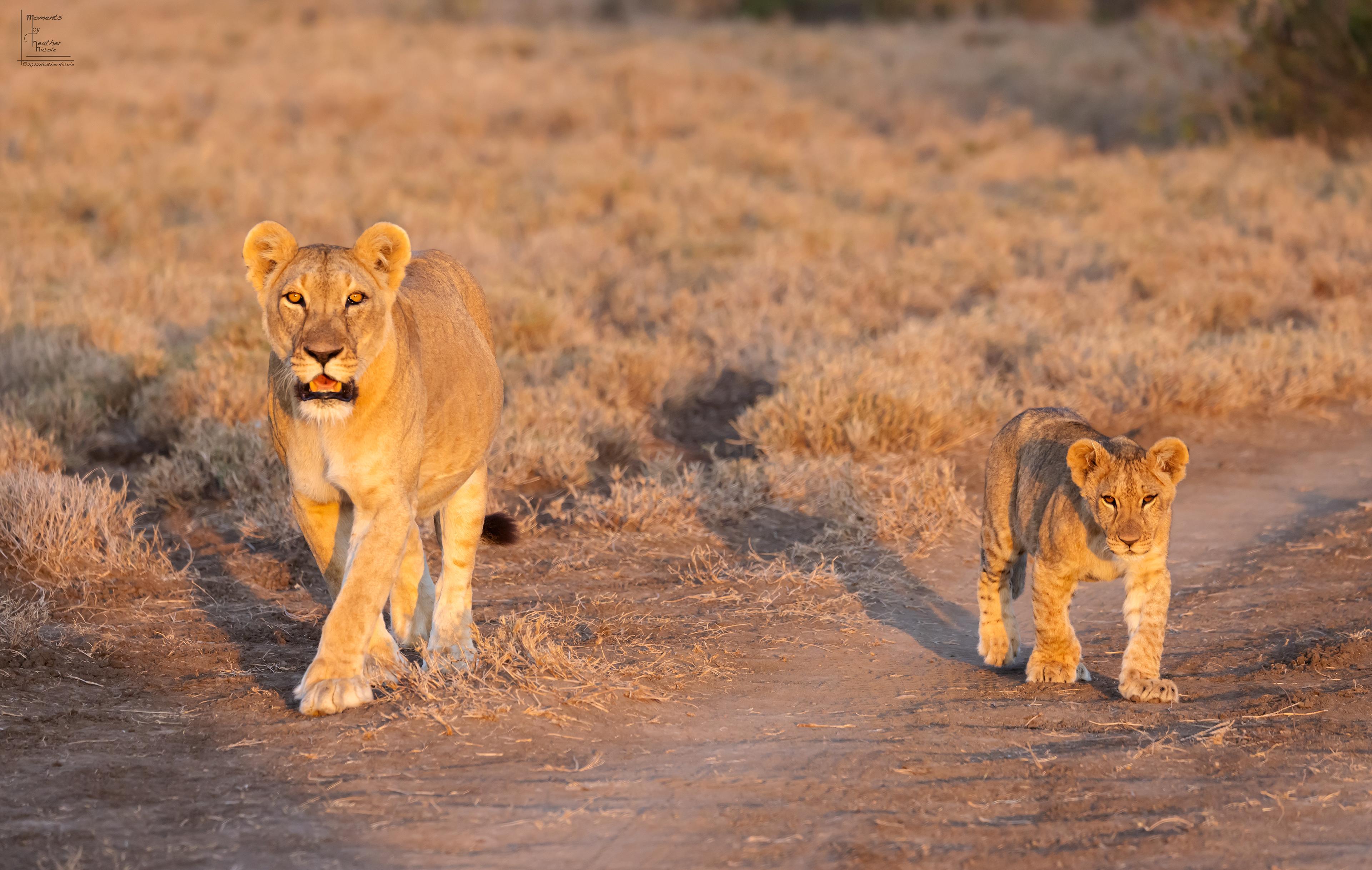 Mom and Cub ©MomentsbyHeatherNicole