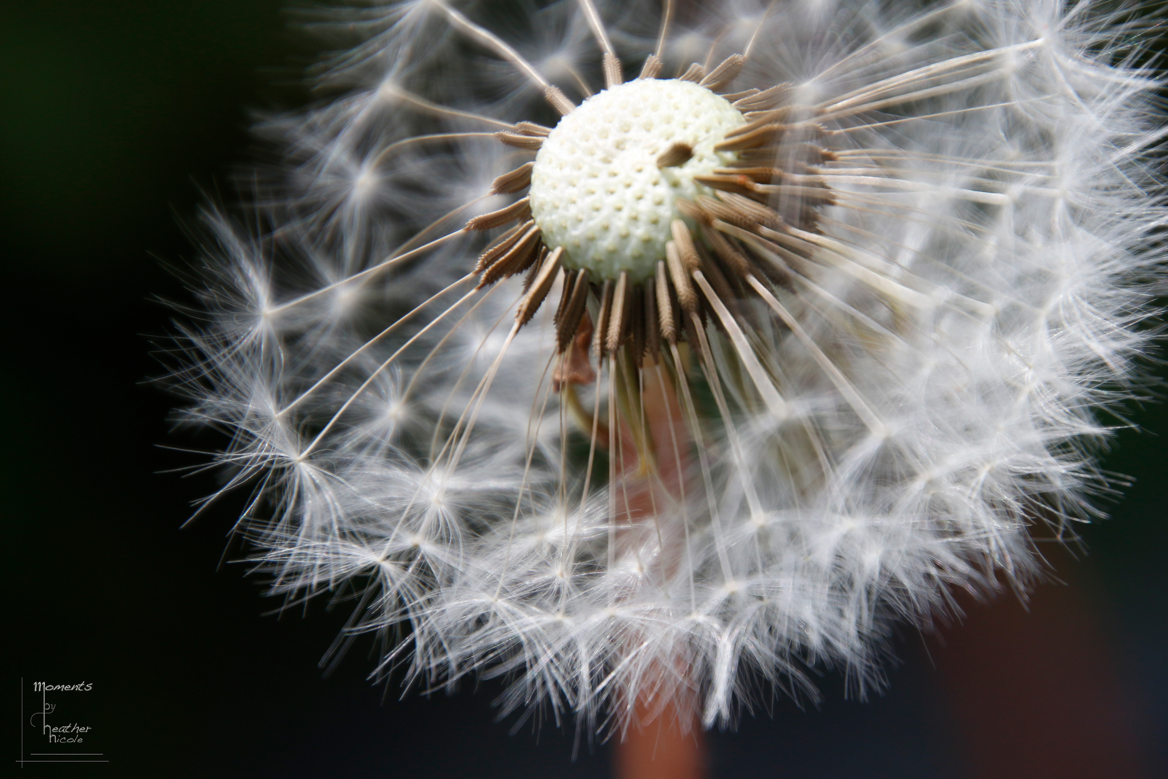 Dandelion
