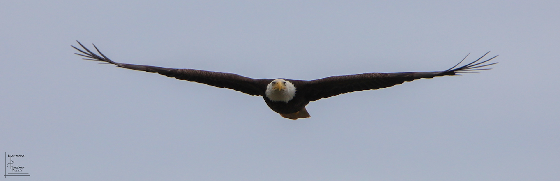 Panoramic Eagle ©MomentsbyHeatherNicole