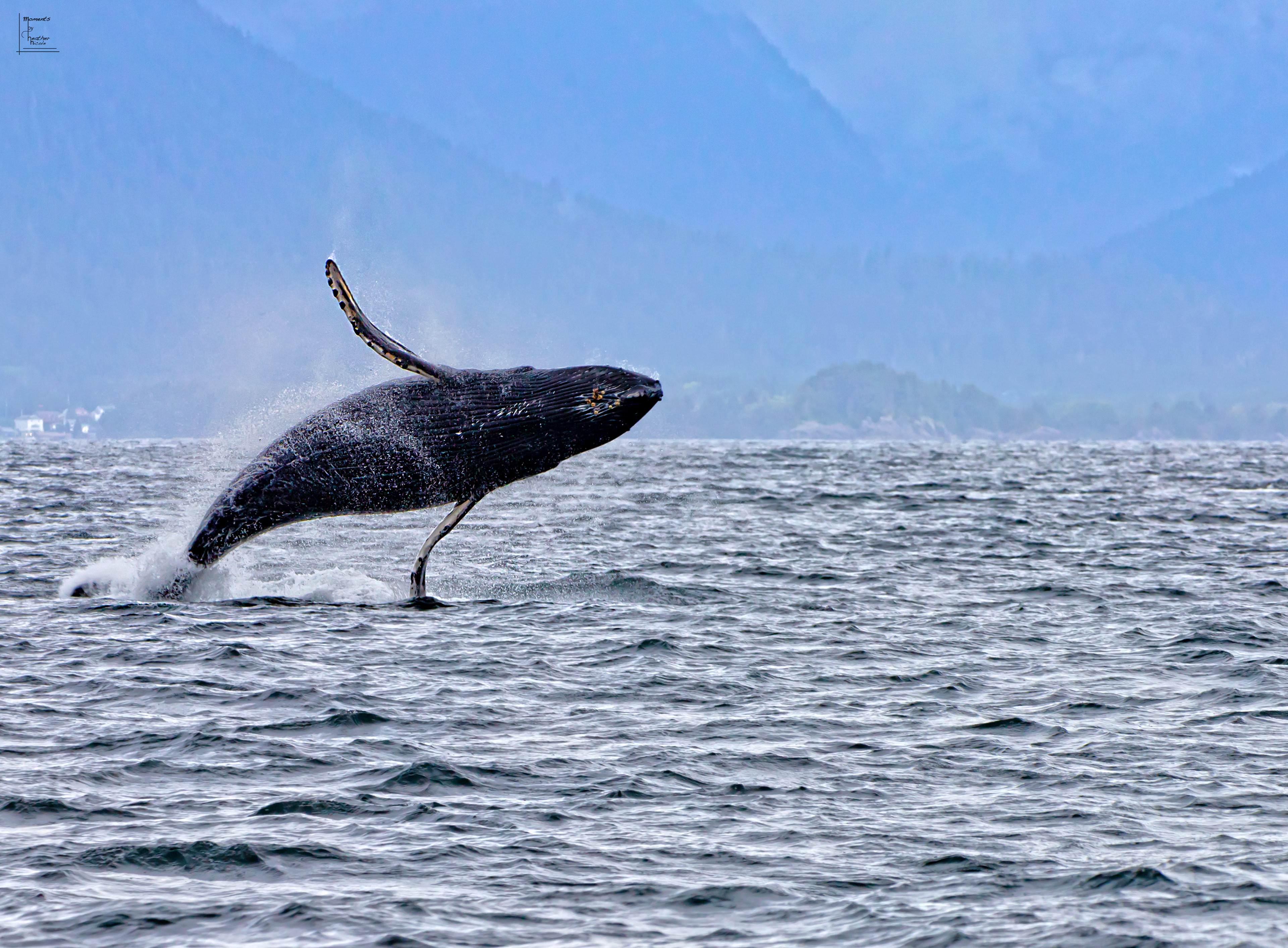 Humpback Breach