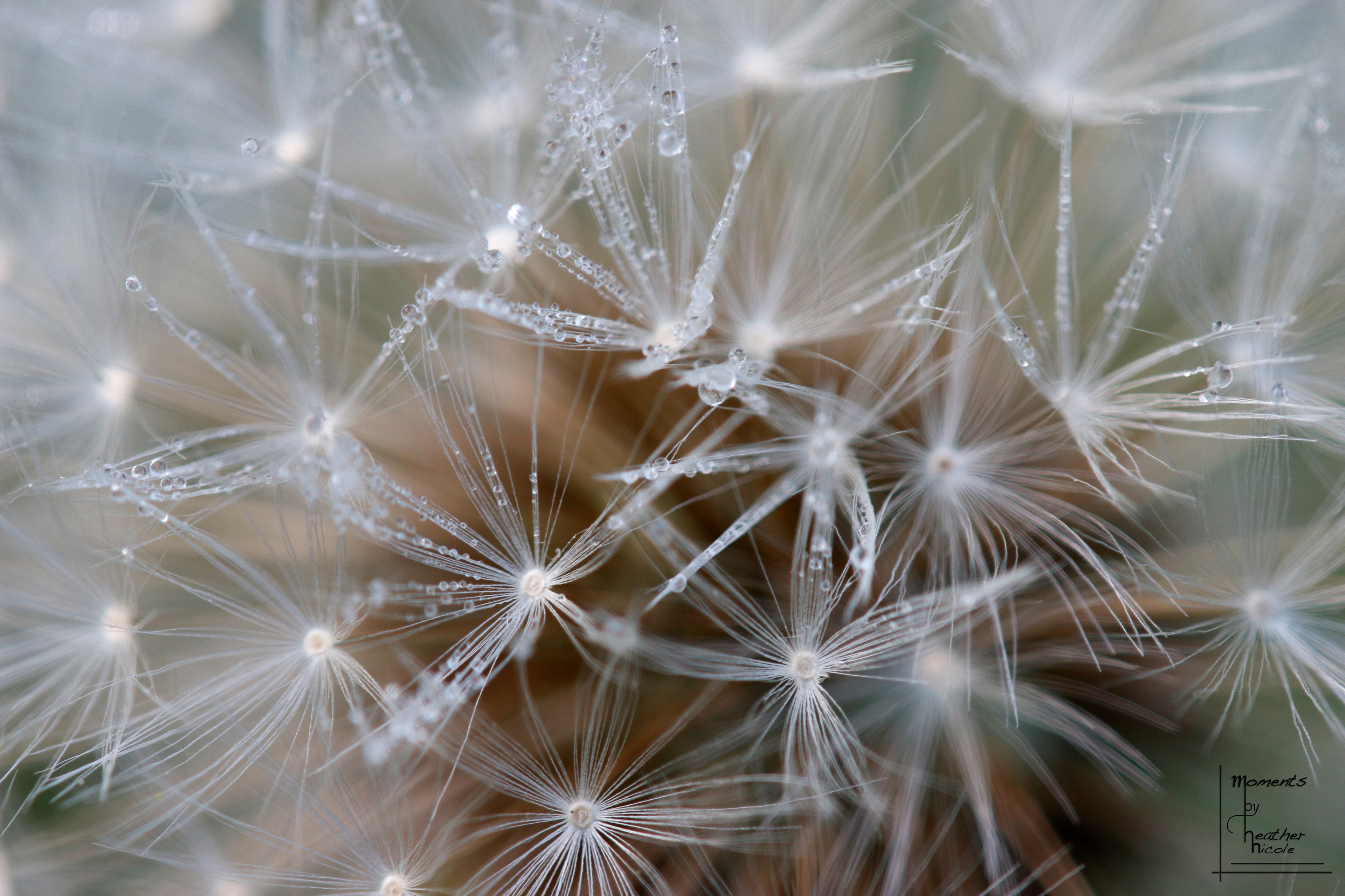 Dandelion Dew Drops