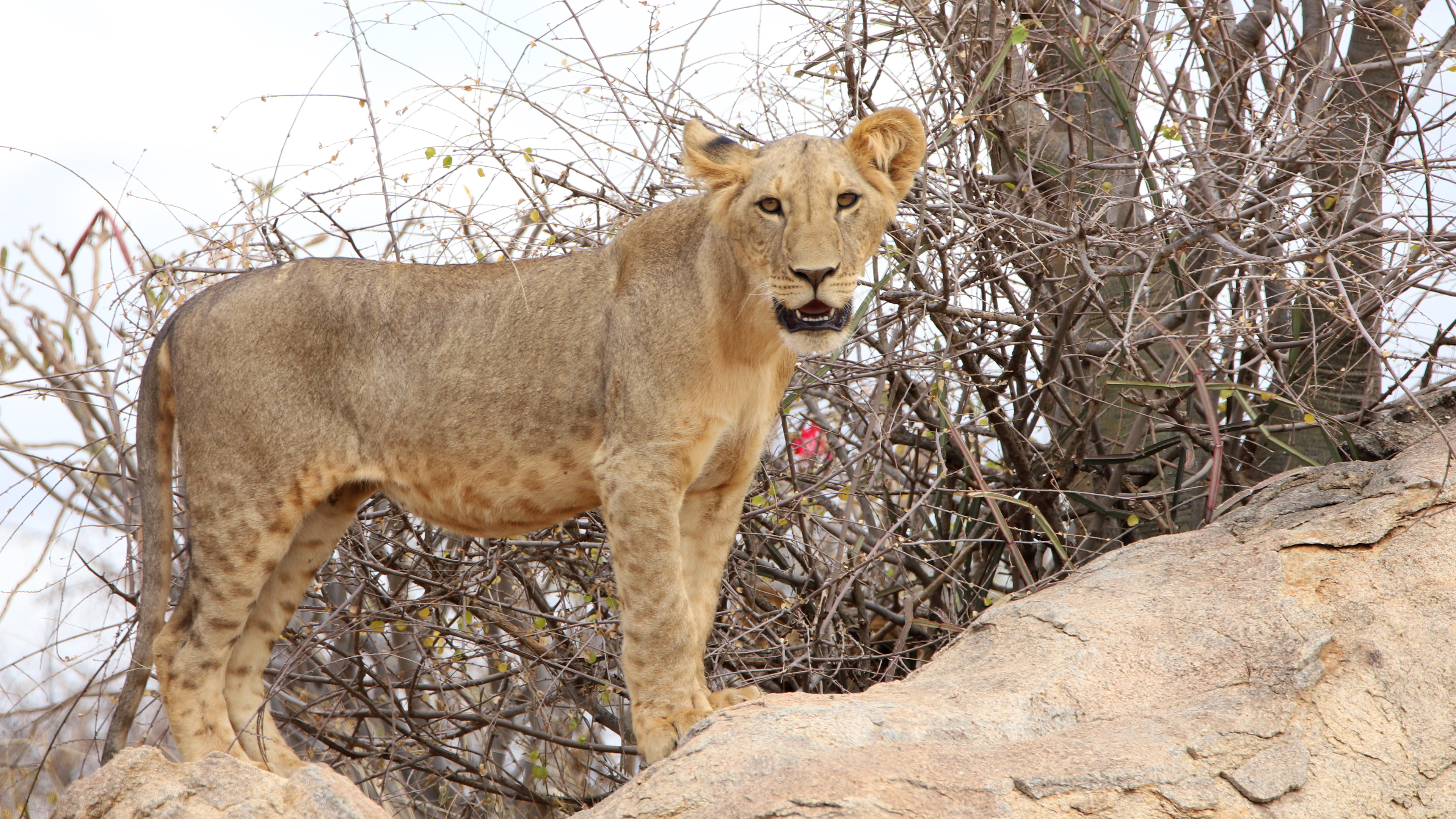 Young Lion ©MomentsbyHeatherNicole