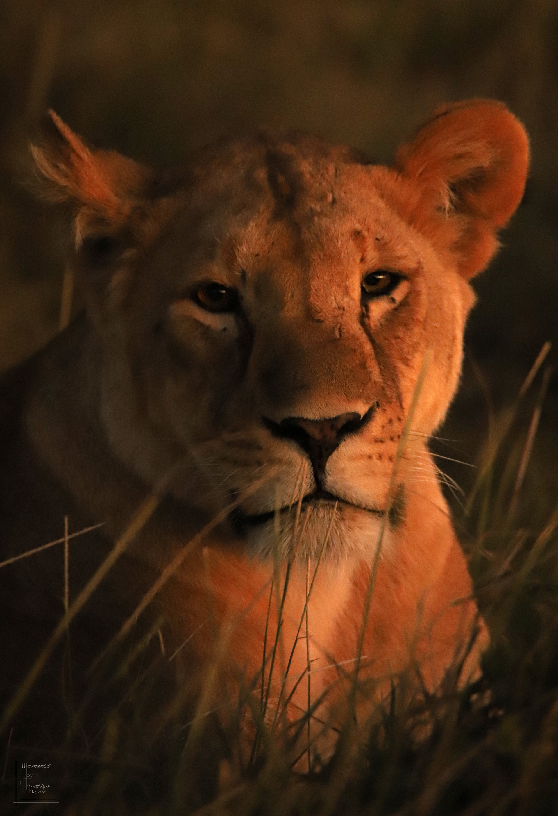 Golden Hour Lioness