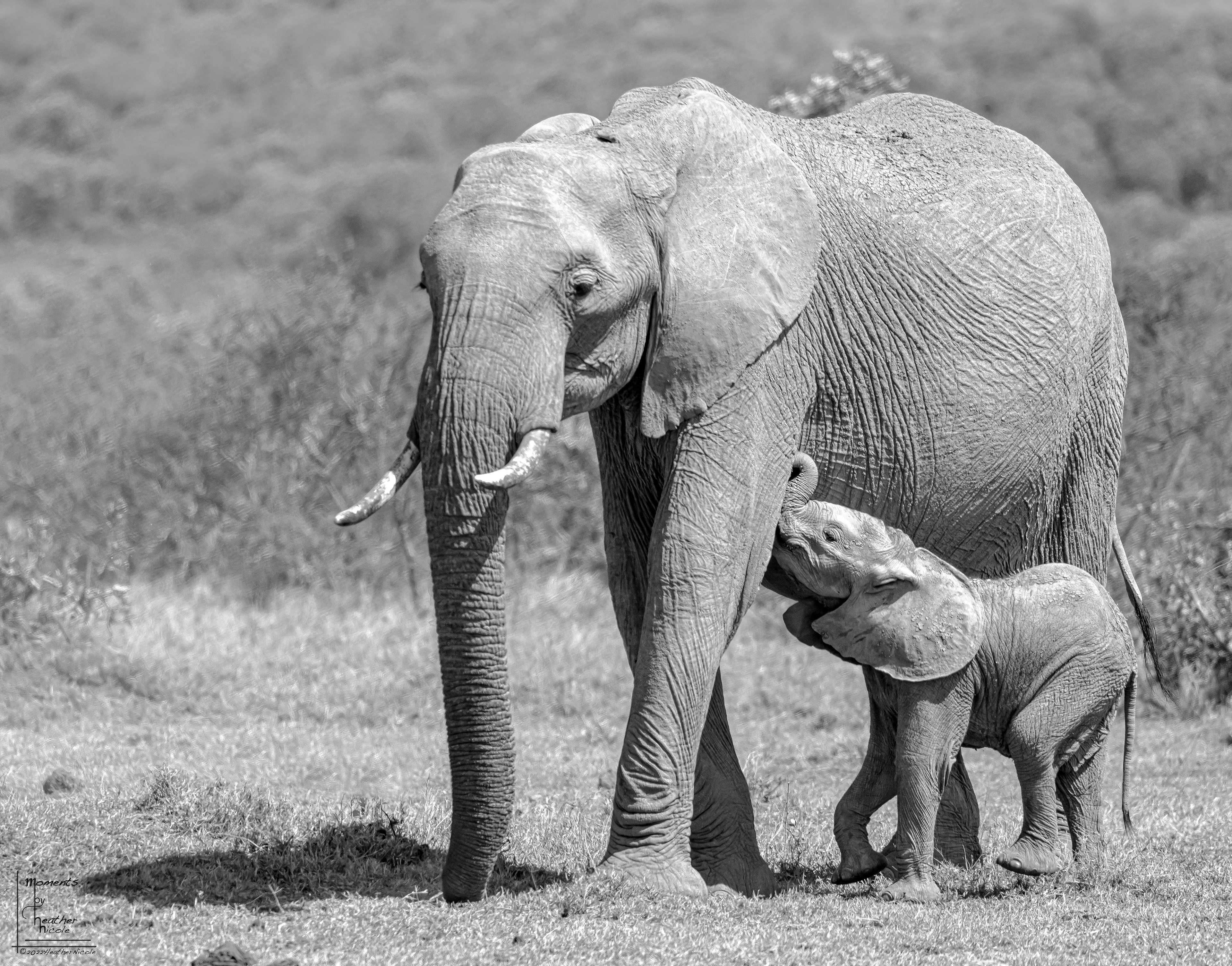 A Mother's Love  - ©MomentsbyHeatherNicole