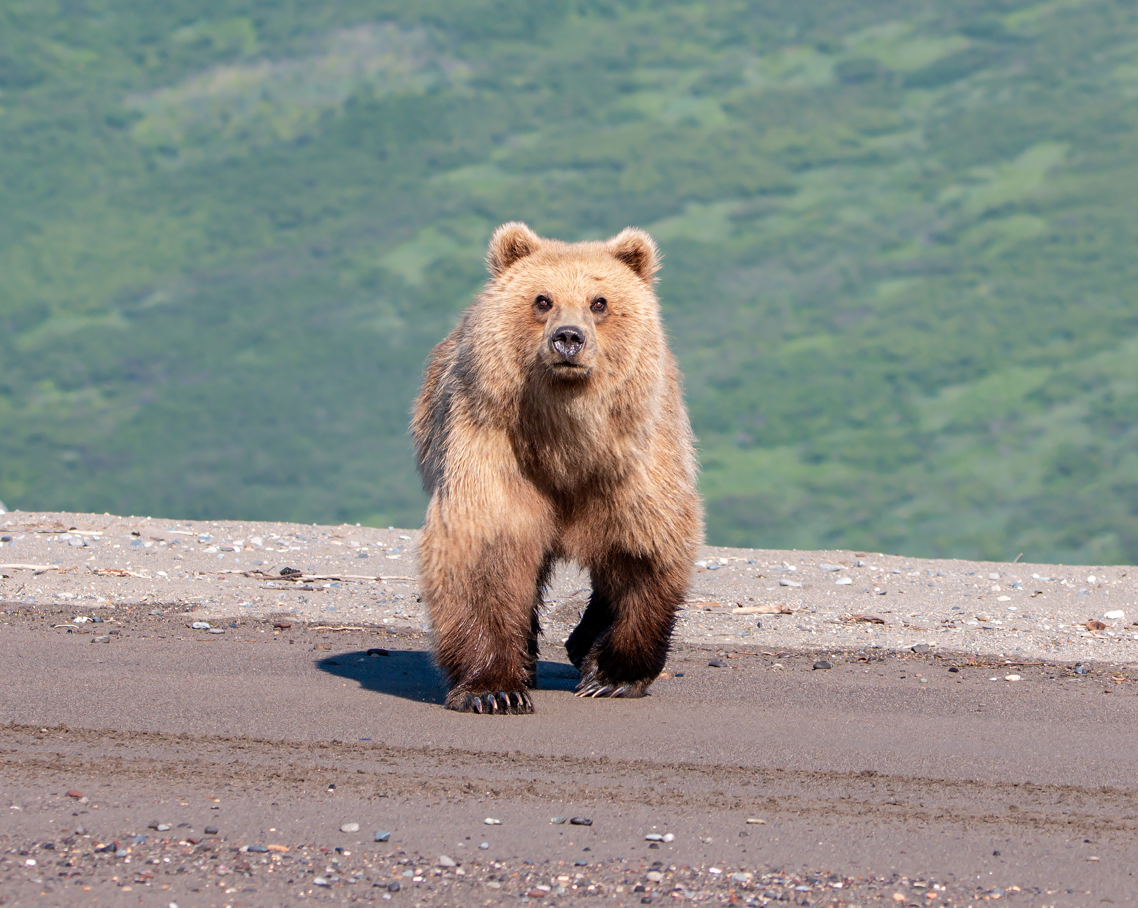 Face Your Fears  - ©MomentsbyHeatherNicole