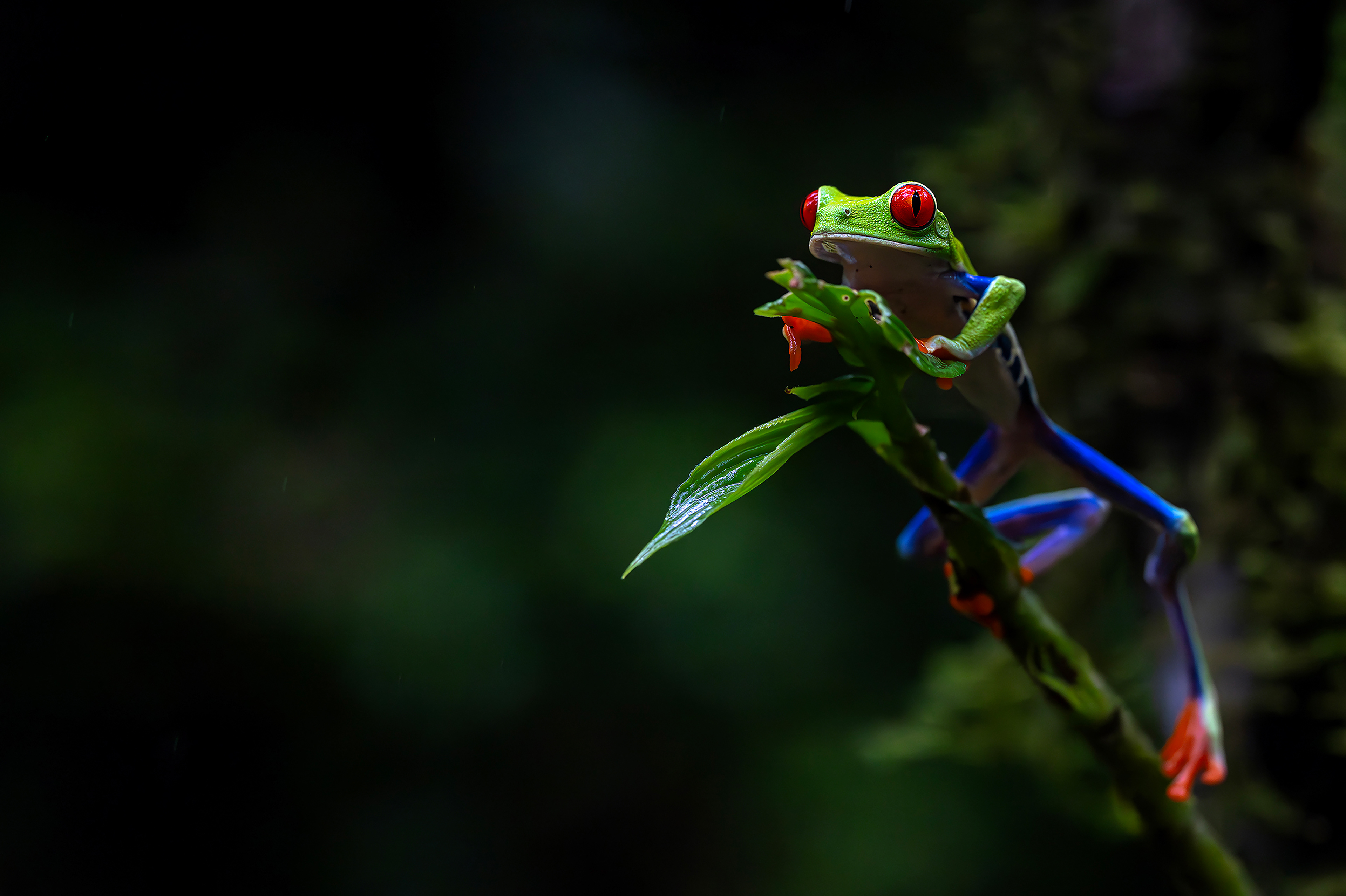 A red-eyed tree frog shows us that it, in fact, IS easy being green!
