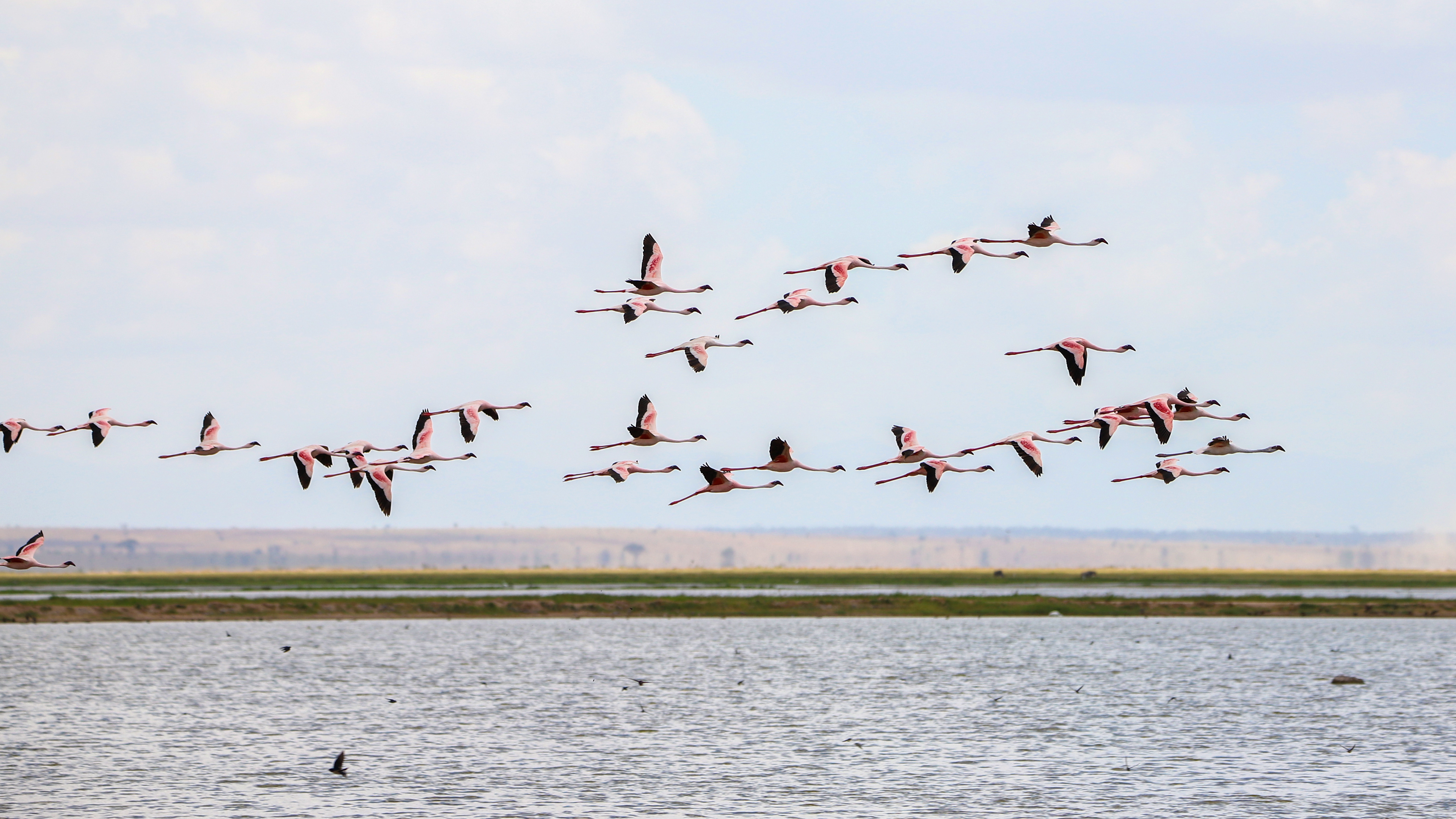 Flamingo Flight ©MomentsbyHeatherNicole