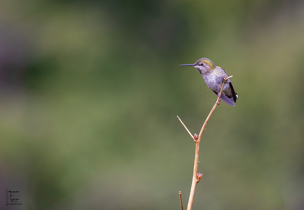 Ready for Take-off- ©MomentsbyHeatherNicole