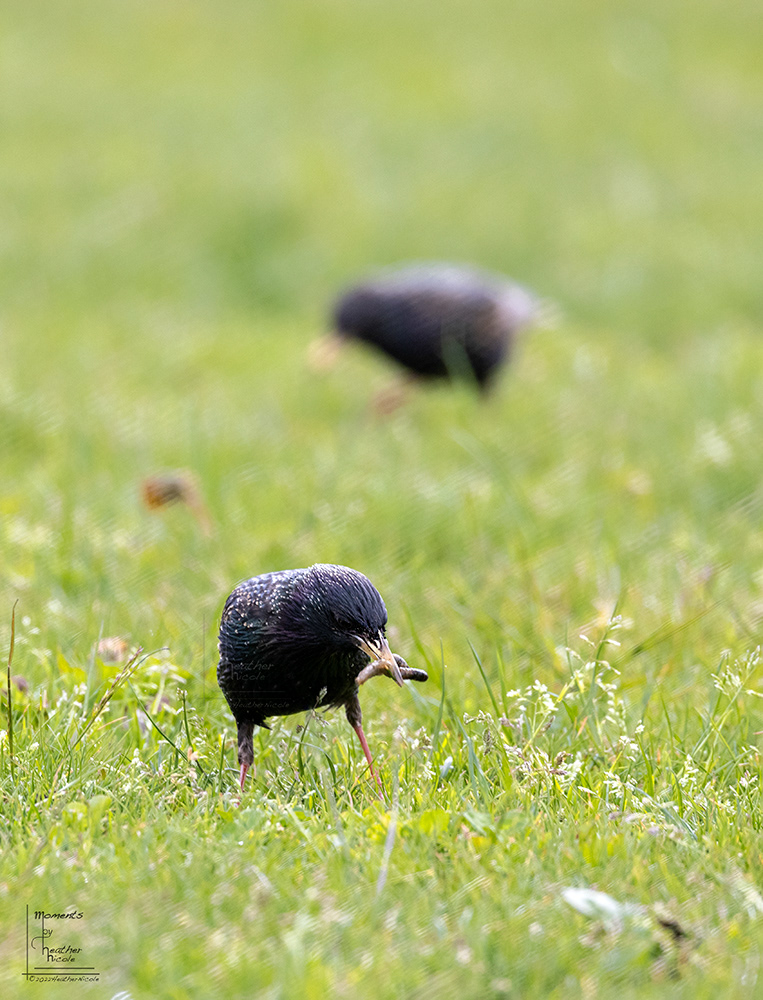 Got One - ©MomentsbyHeatherNicole