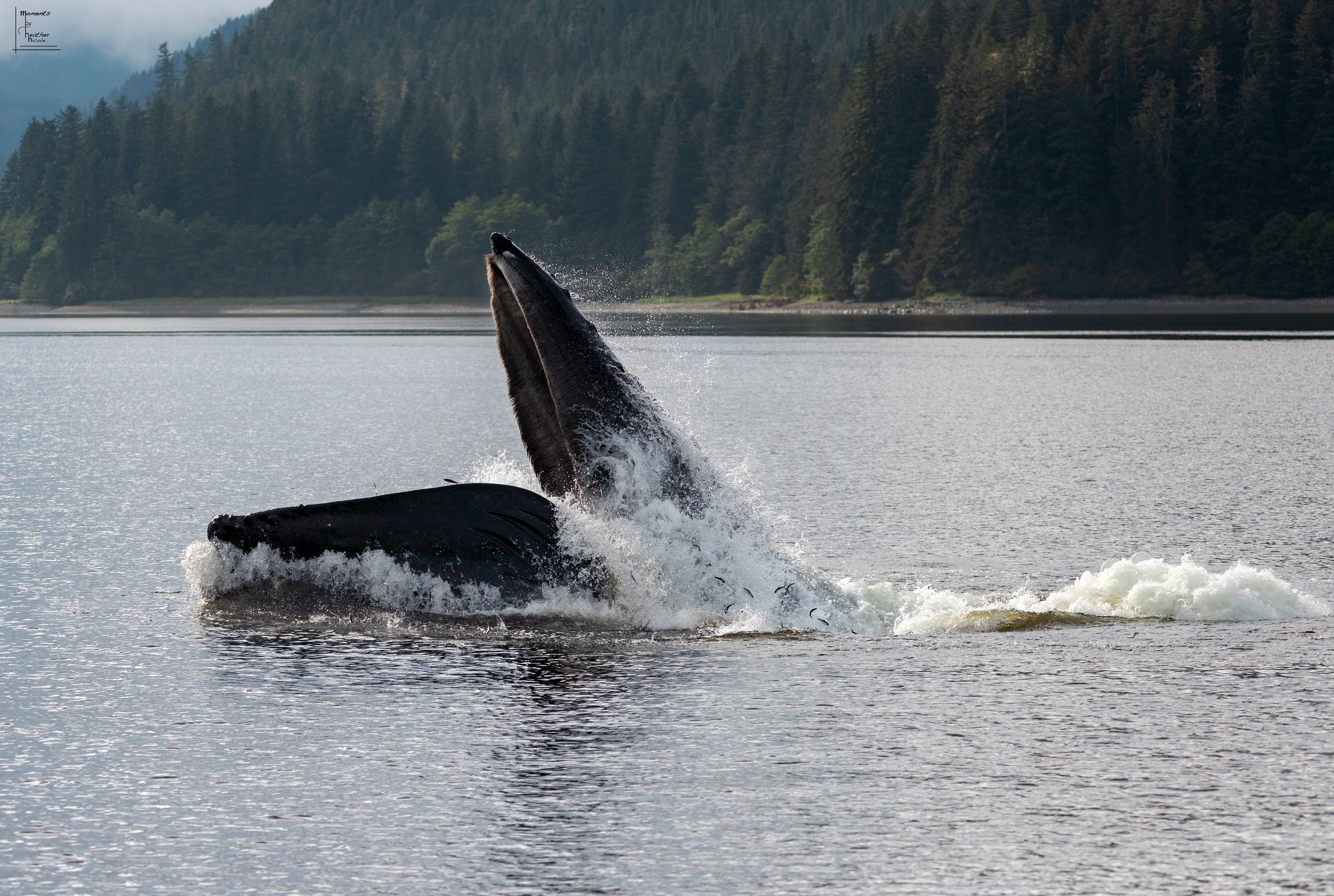 Lunge Feeding