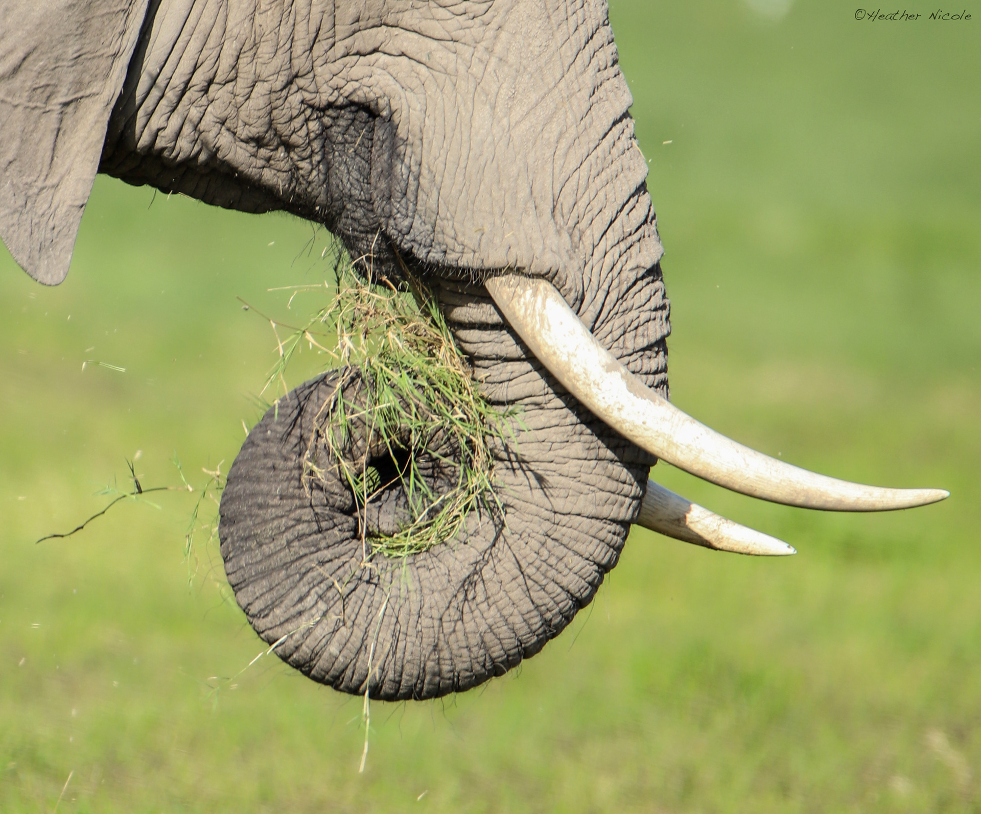 Trunk Tales