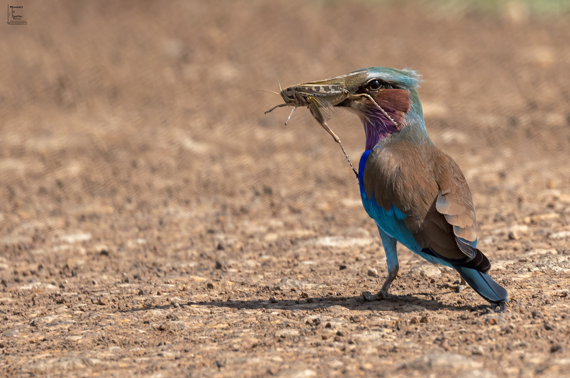 Lunch Date - ©MomentsbyHeatherNicole