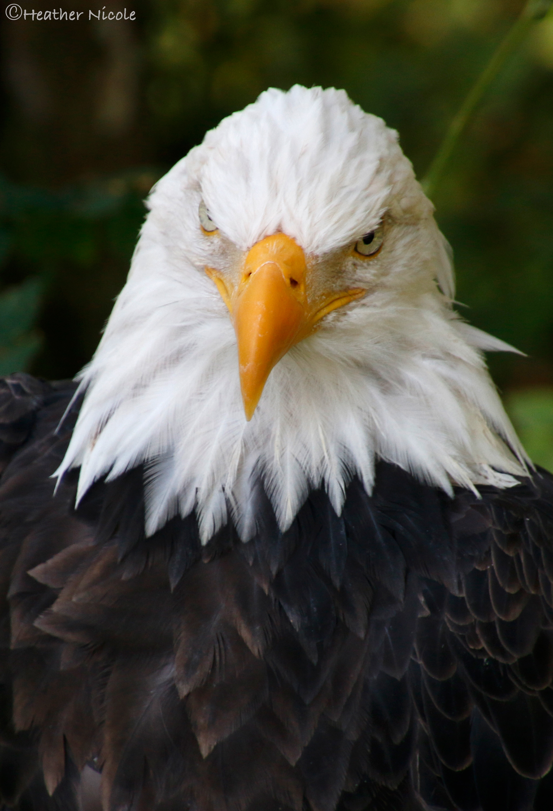 The Look - ©MomentsbyHeatherNicole