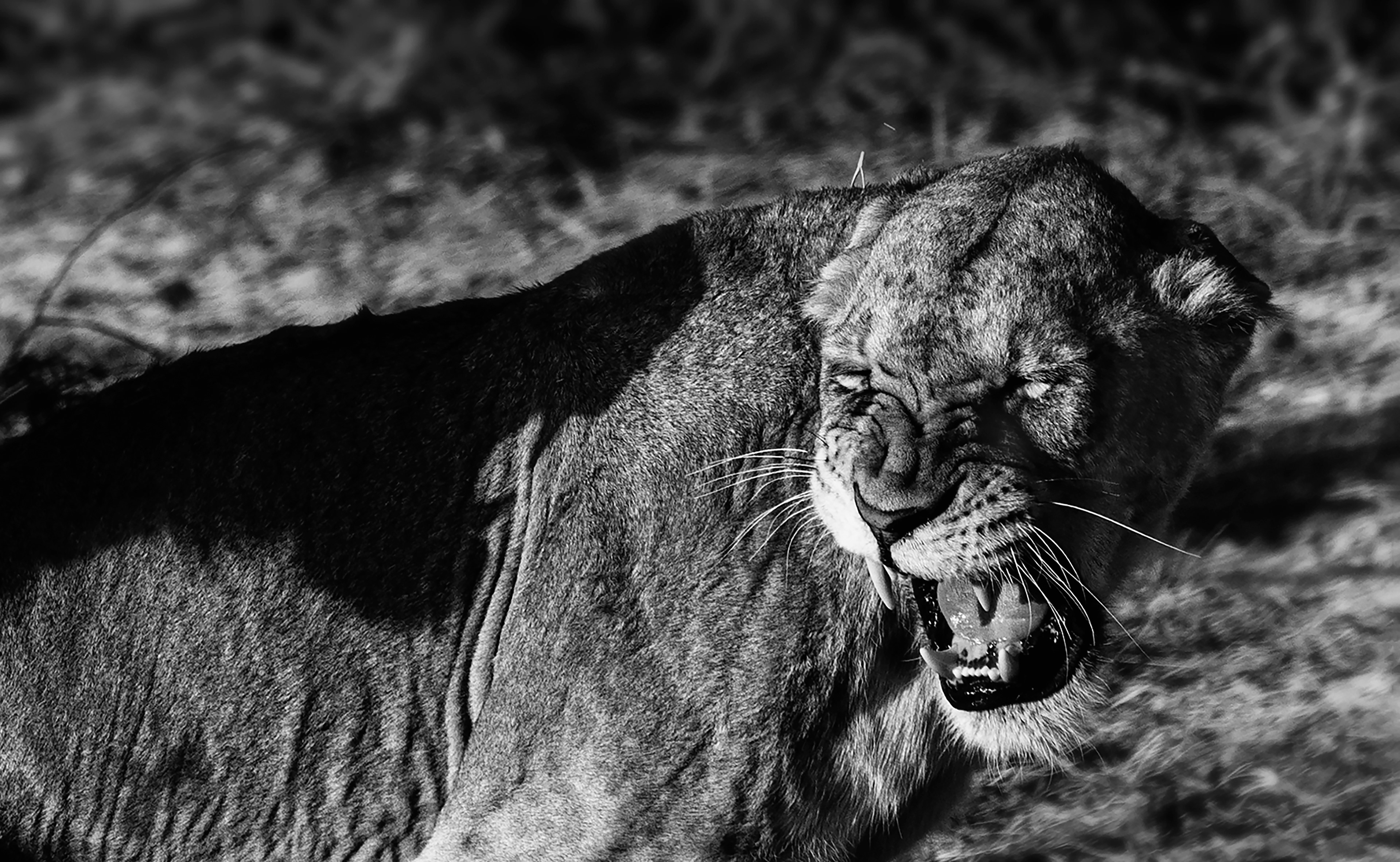 Devil On My Shoulder - ©MomentsbyHeatherNicole